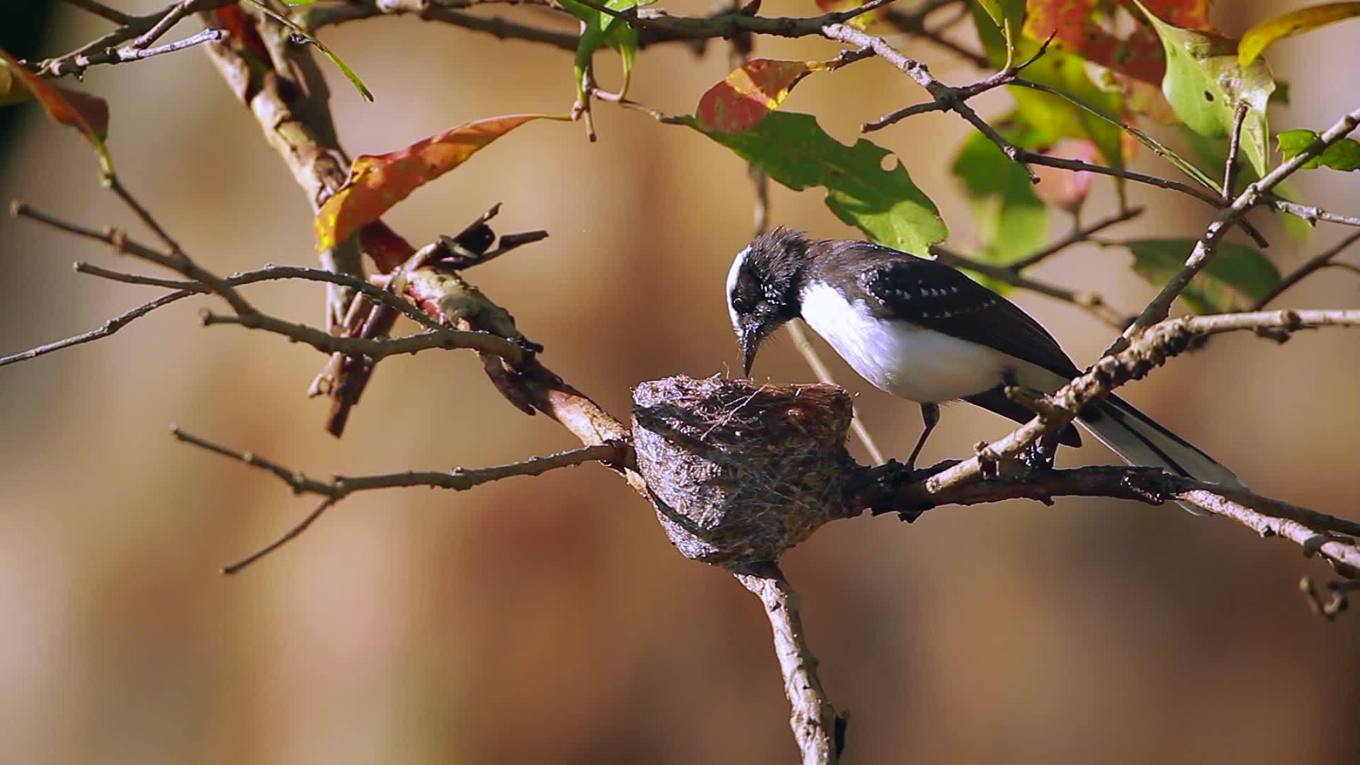 明内里亚国家公园(srilanka)白青扇尾尾苍蝇猎人视频的预览图