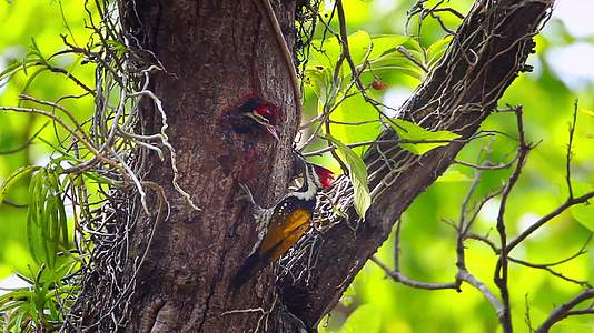 帕巴迪亚国家公园的鸟类视频的预览图