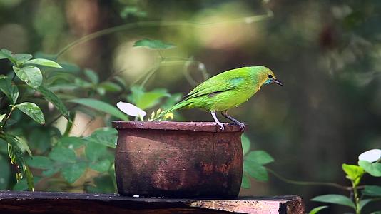 Minneriya国家公园的jerdon叶鸟srilanka视频的预览图