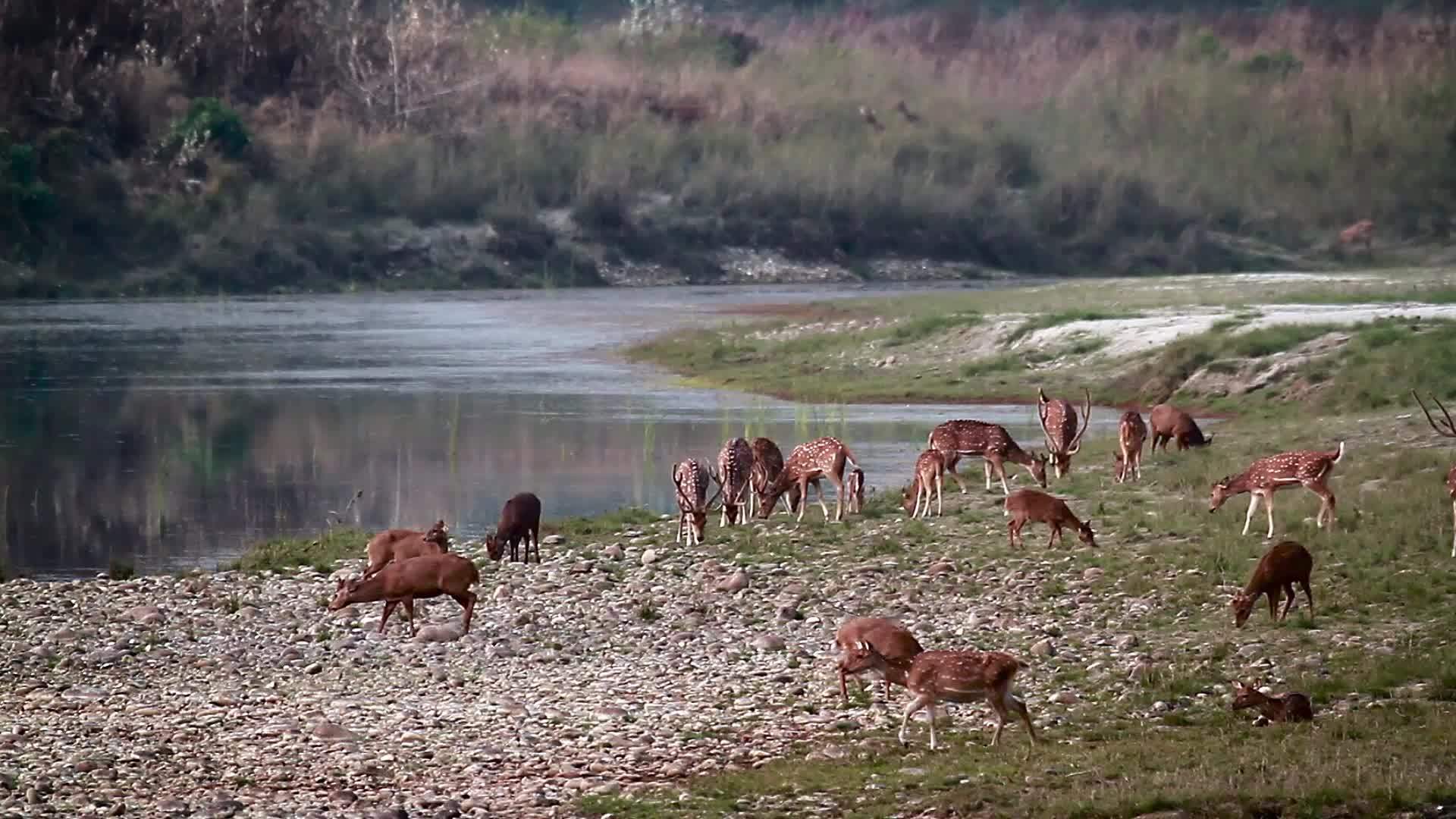 巴迪亚国家公园(Nepal)发现鹿和猪鹿视频的预览图