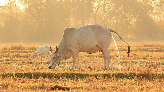 牛肉和牛肉在农村吃草和尿视频的预览图