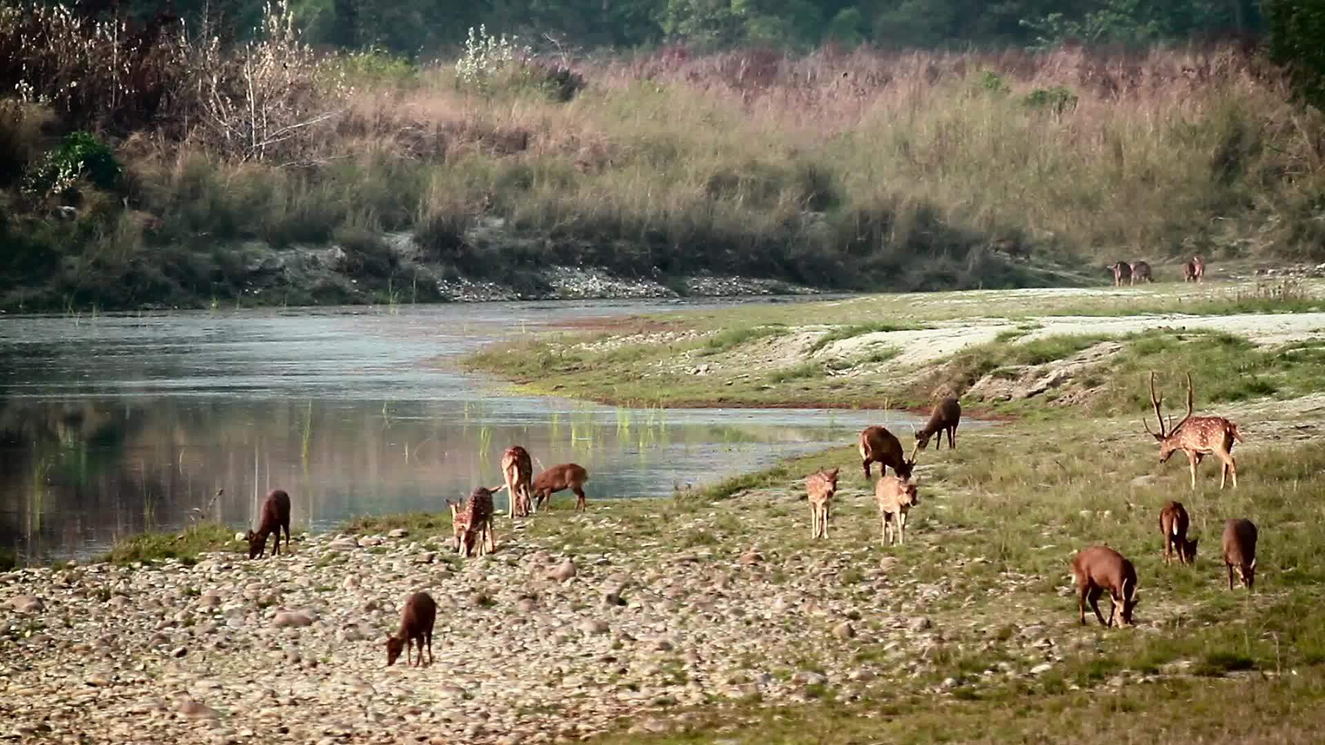 鹿和猪在巴迪亚国家公园被发现视频的预览图
