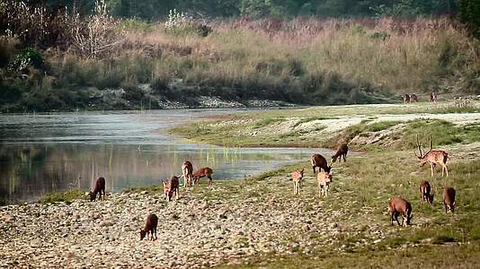 鹿和猪在巴迪亚国家公园被发现视频的预览图