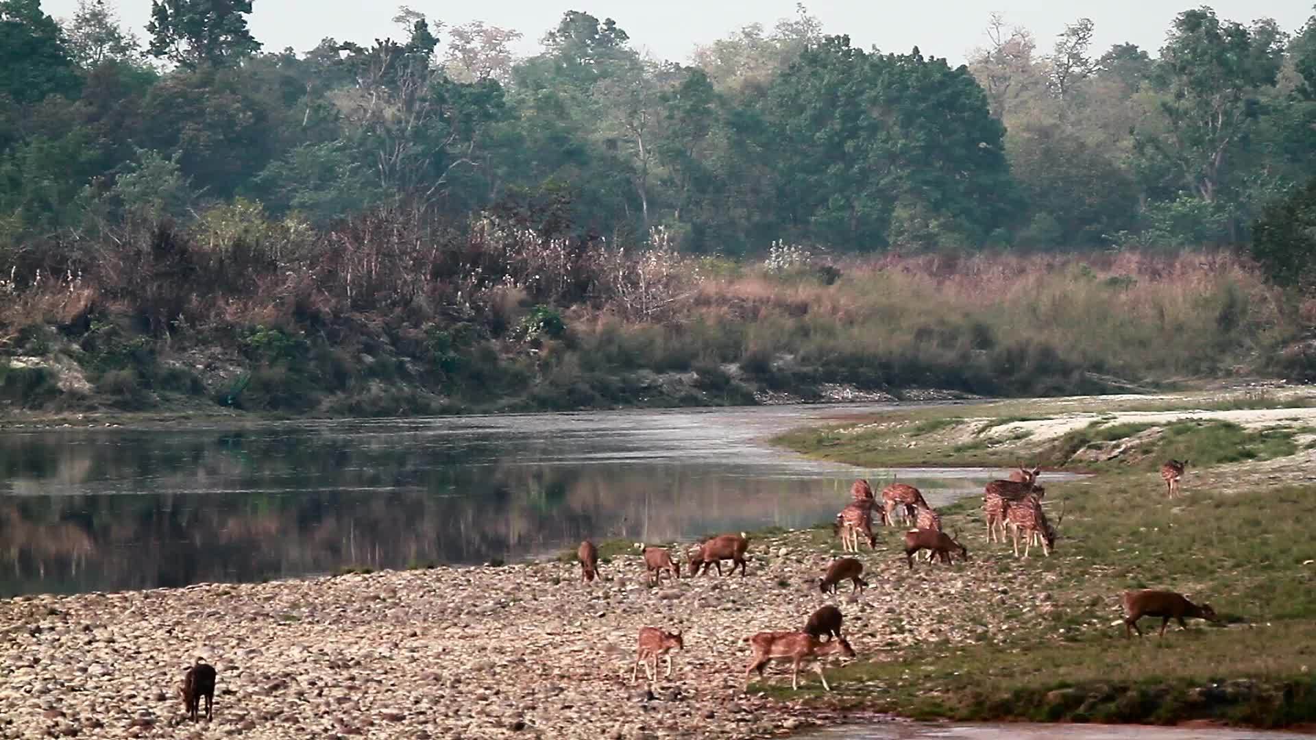 鹿和猪鹿在巴迪亚国家公园被发现视频的预览图
