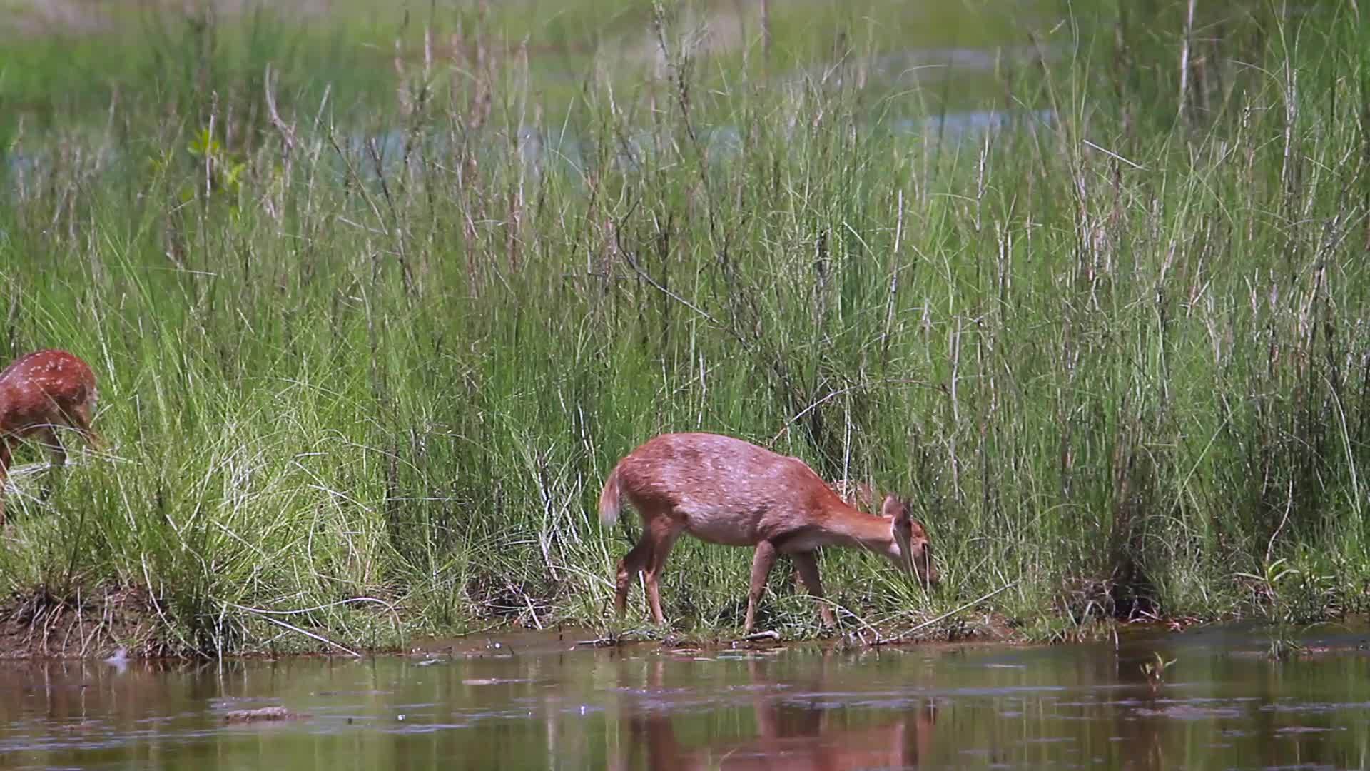 巴迪亚国家公园的猪鹿视频的预览图