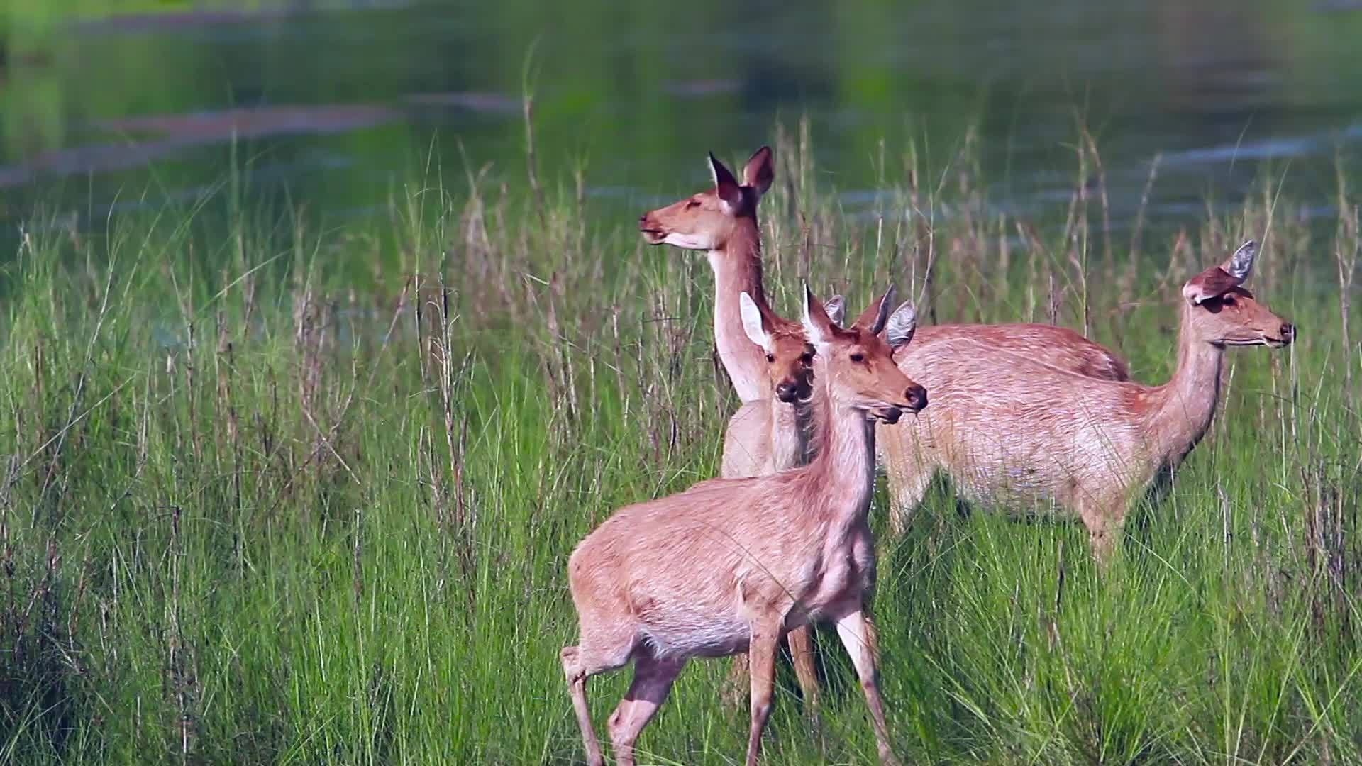 巴迪亚国家公园的沼泽鹿视频的预览图