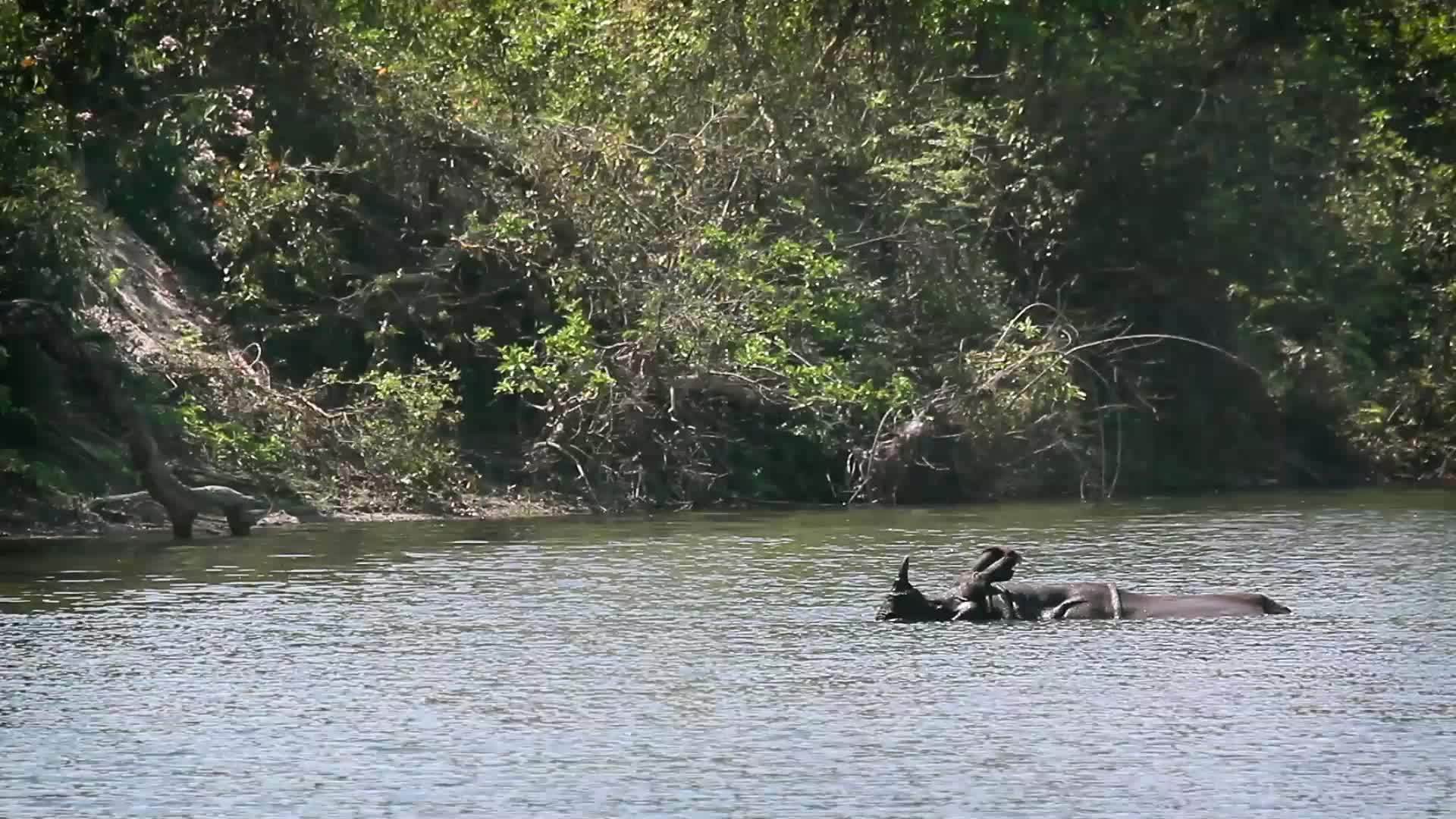 巴迪亚国家公园最大的独角犀牛视频的预览图