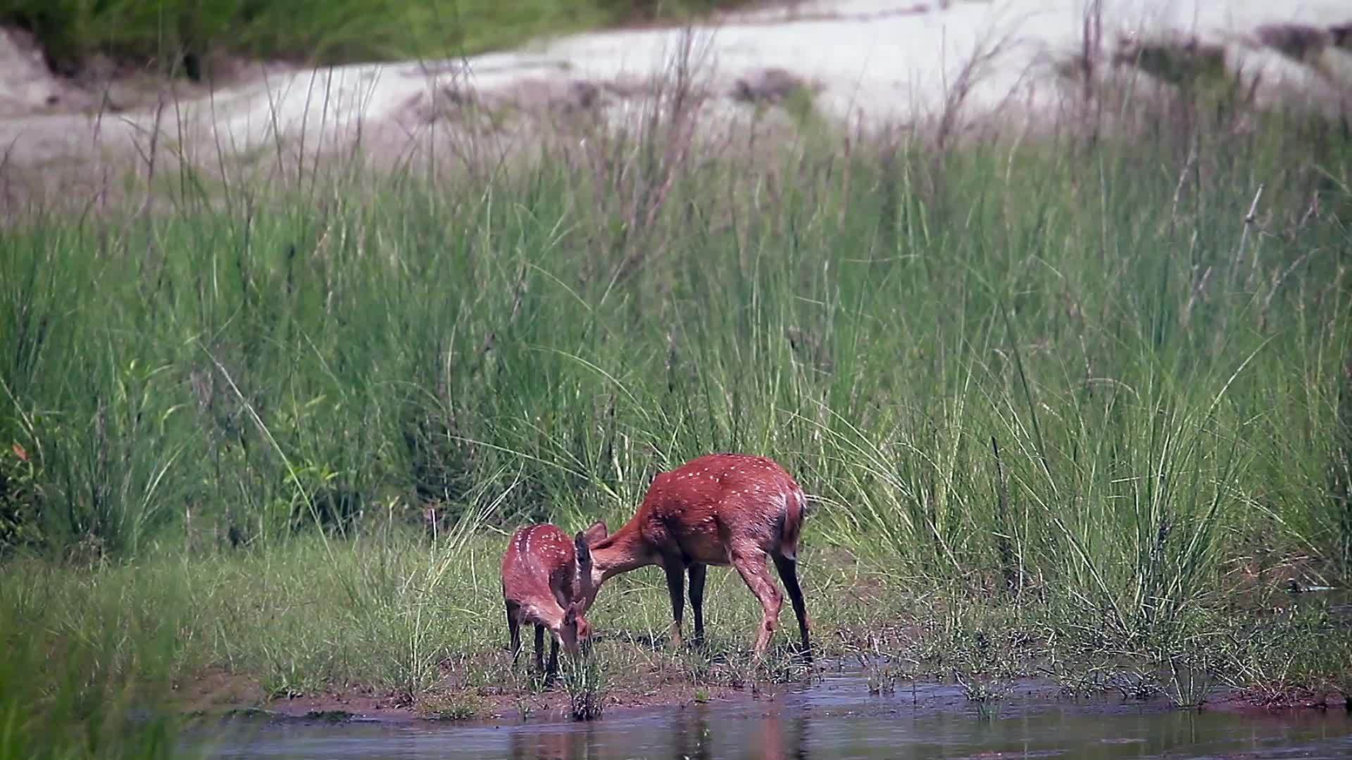 猪鹿来自巴迪亚国家公园Nepal视频的预览图