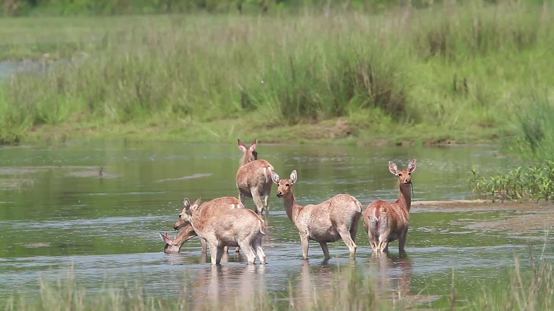 巴迪亚国家公园的沼泽鹿视频的预览图