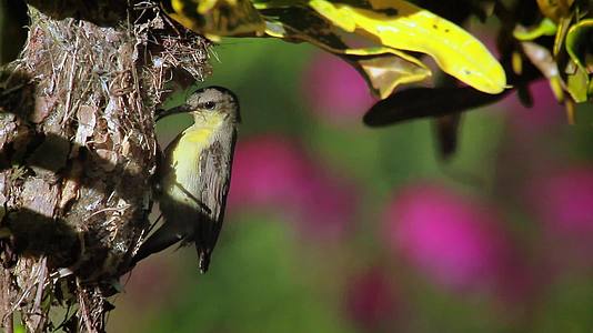 巴迪亚国家公园的紫色太阳鸟视频的预览图