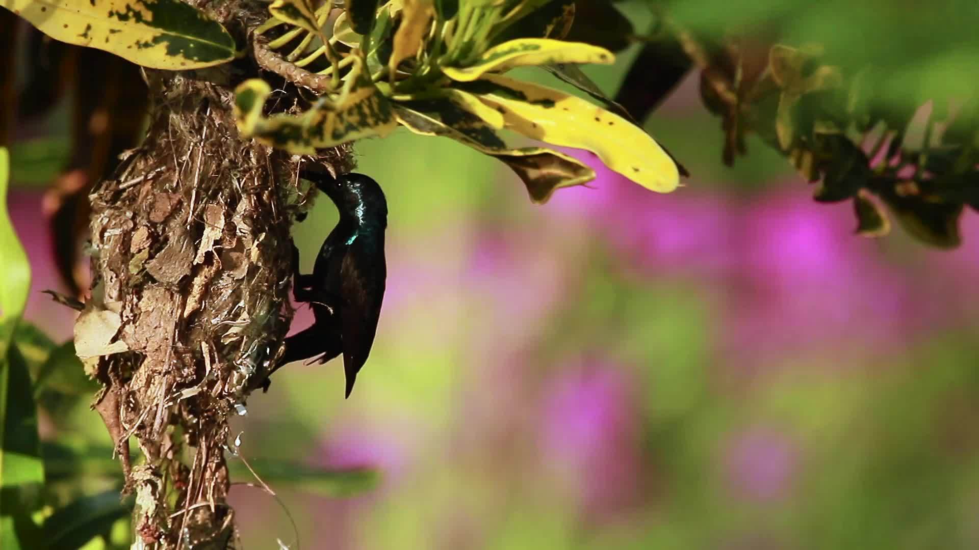 巴迪亚国家公园的紫色太阳鸟视频的预览图