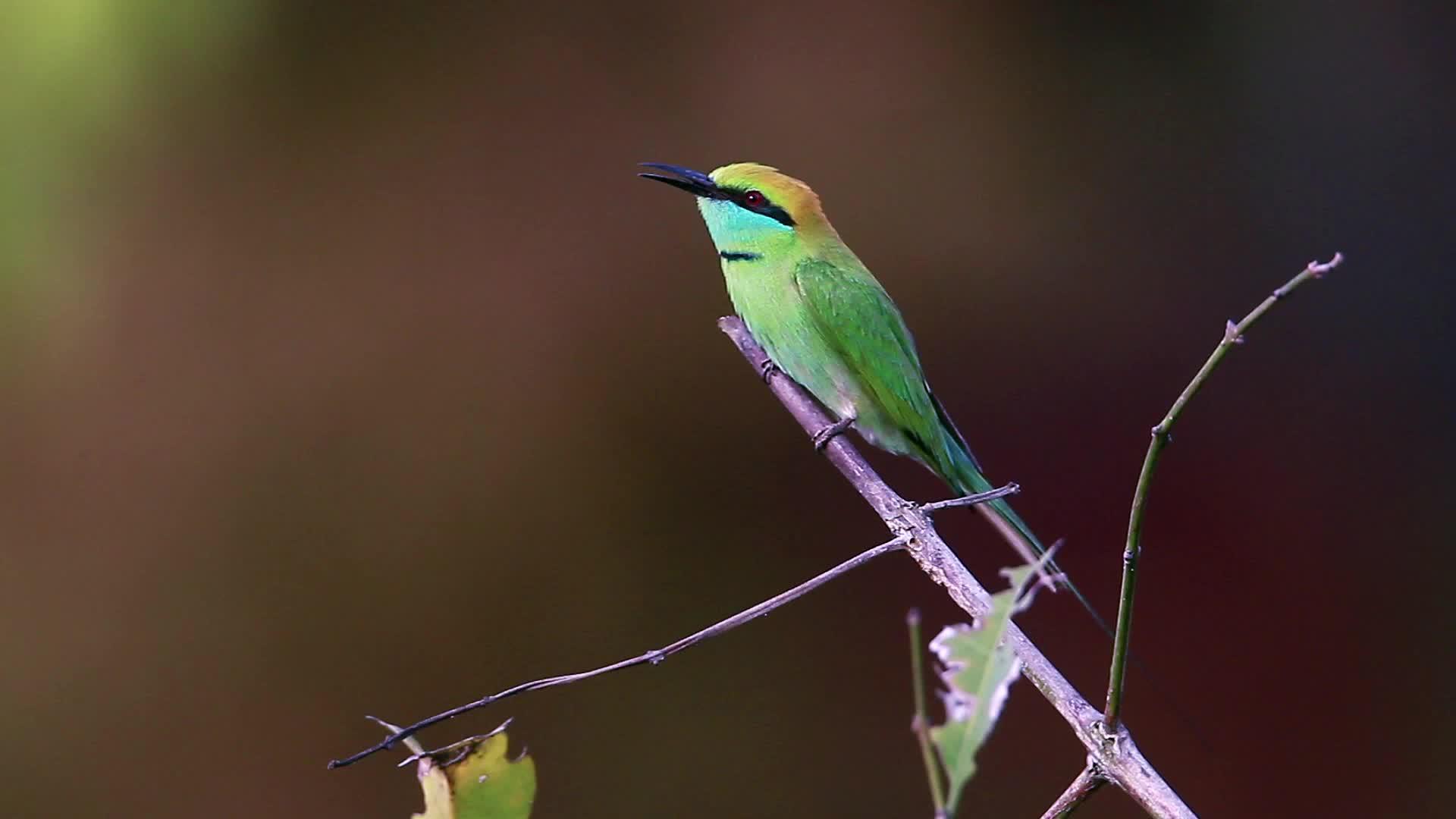 帕巴迪亚国家公园绿蜂鸟视频的预览图