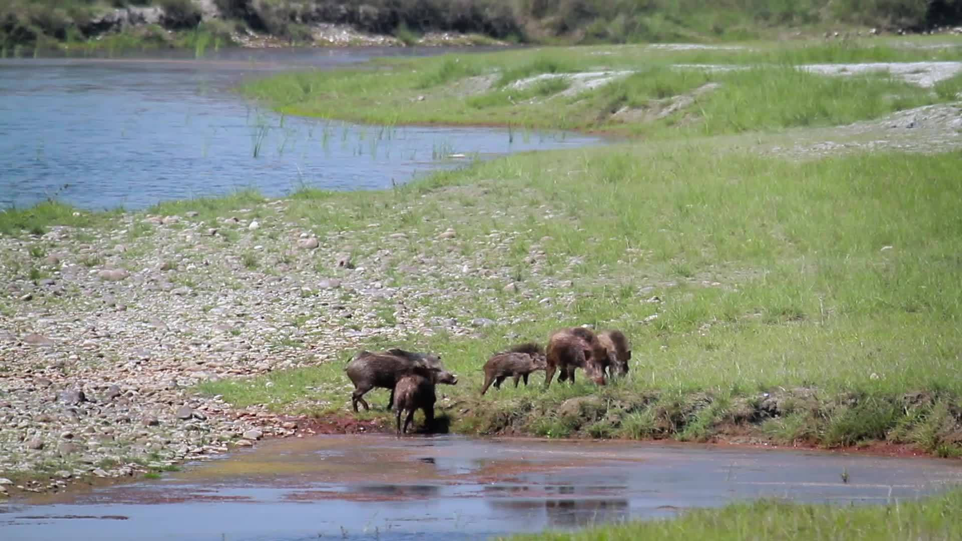 野猪在巴迪亚国家公园视频的预览图