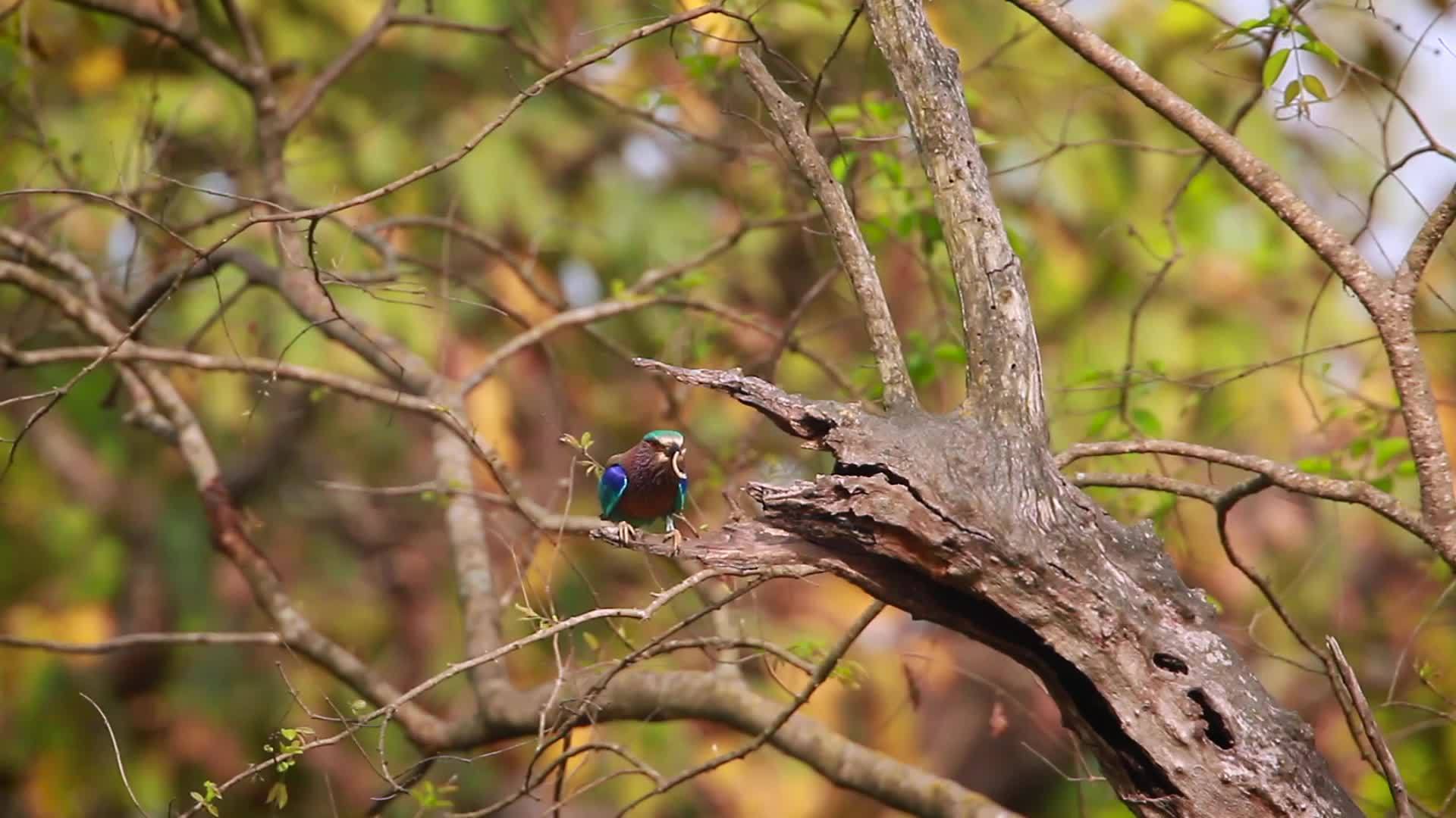 蓝鸟在巴迪亚国家公园视频的预览图