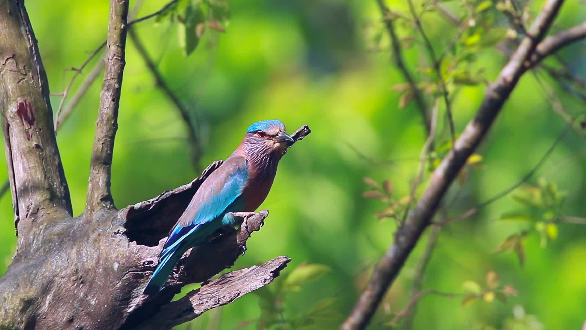 蓝鸟在巴迪亚国家公园视频的预览图