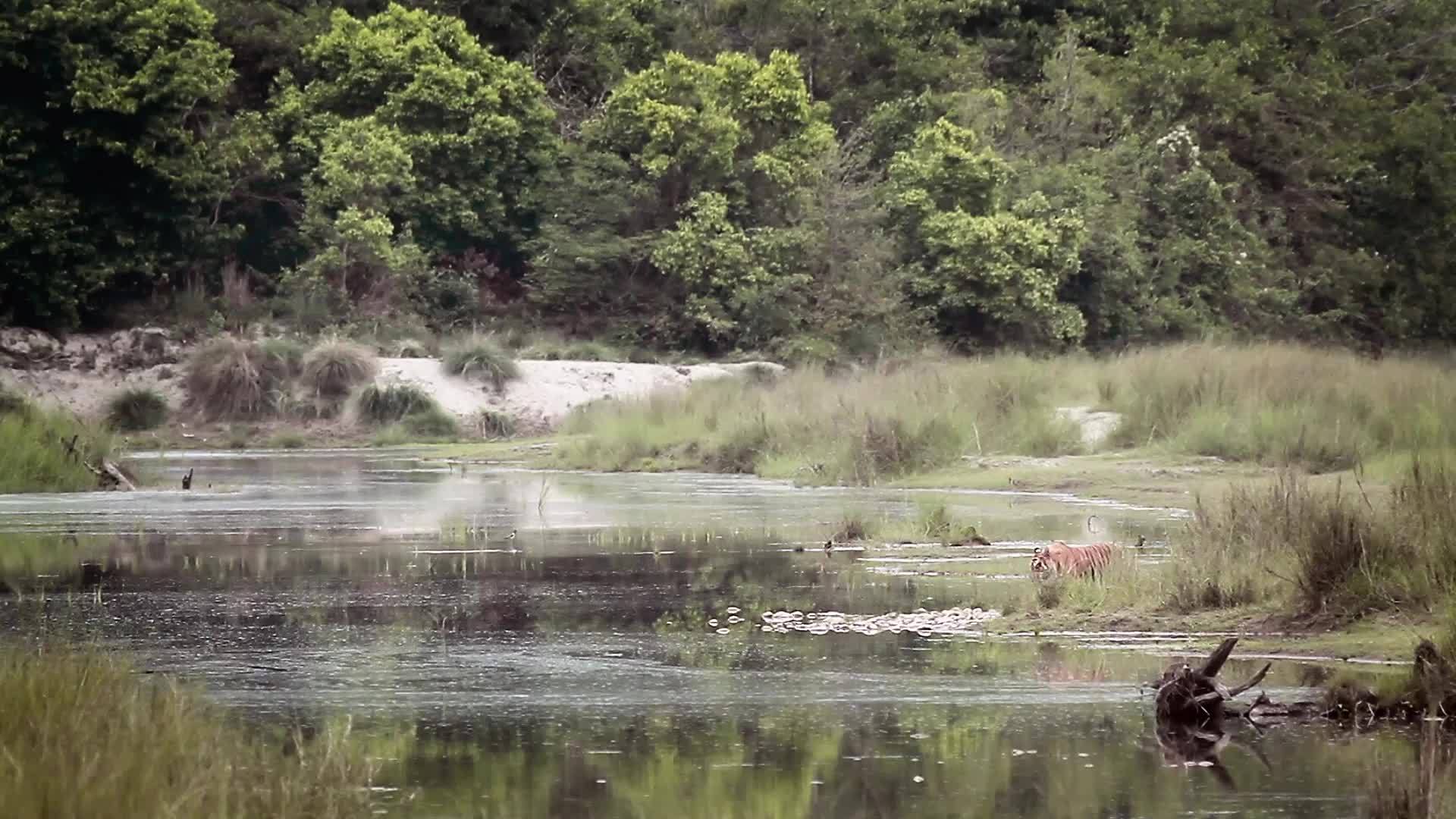 国家公园的老虎视频的预览图