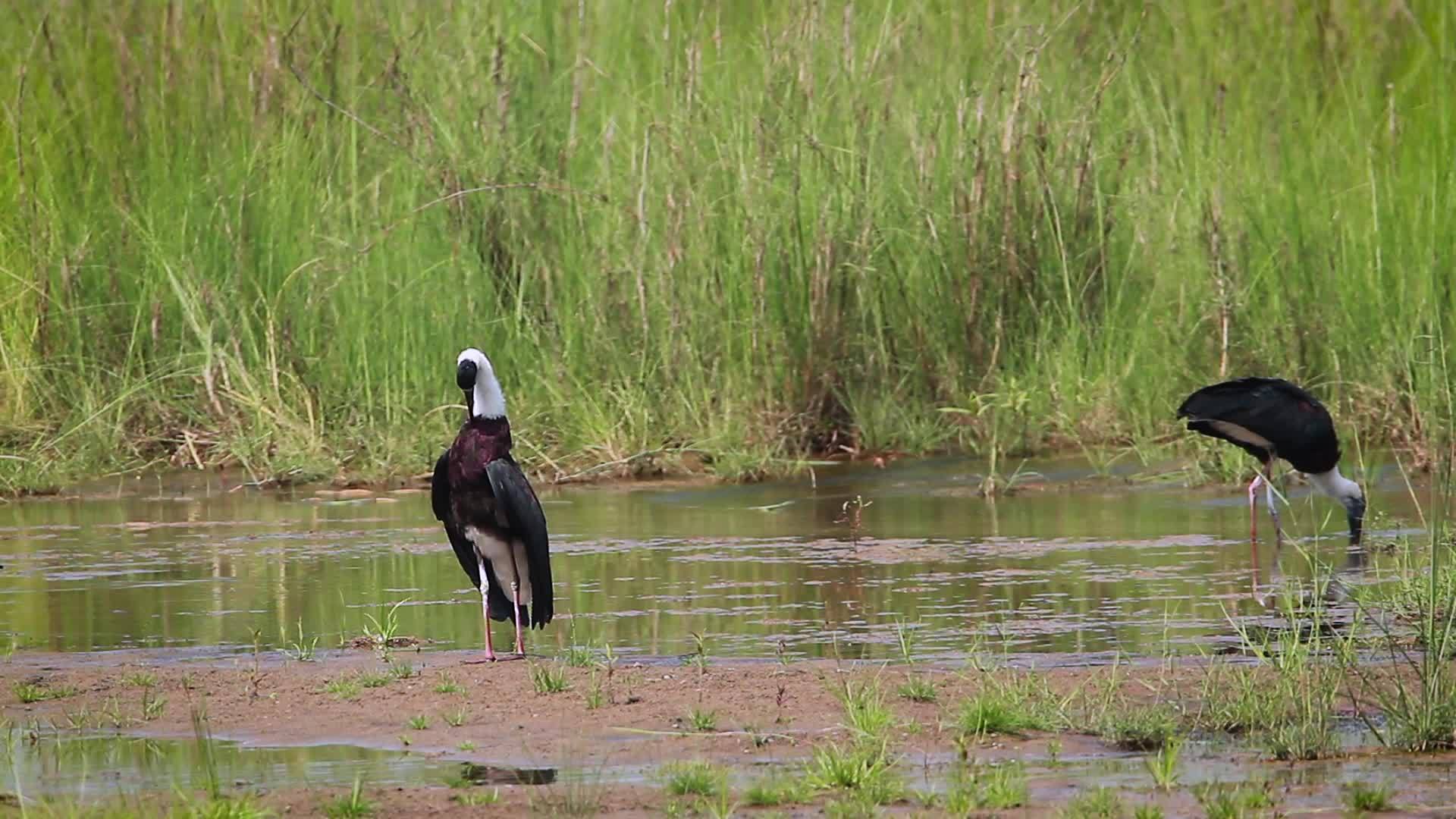国家公园的长颈鹳视频的预览图