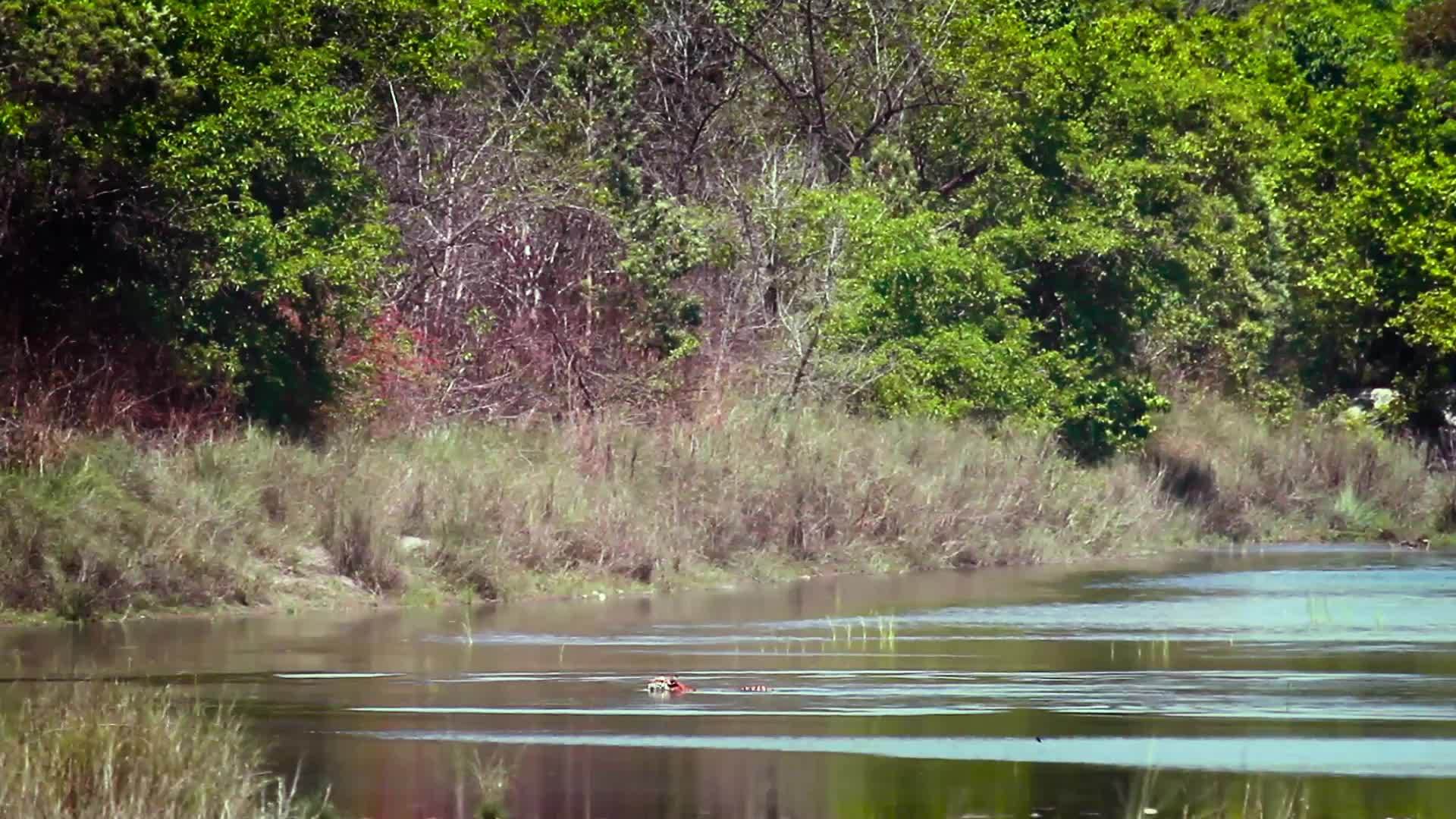 国家公园的老虎视频的预览图