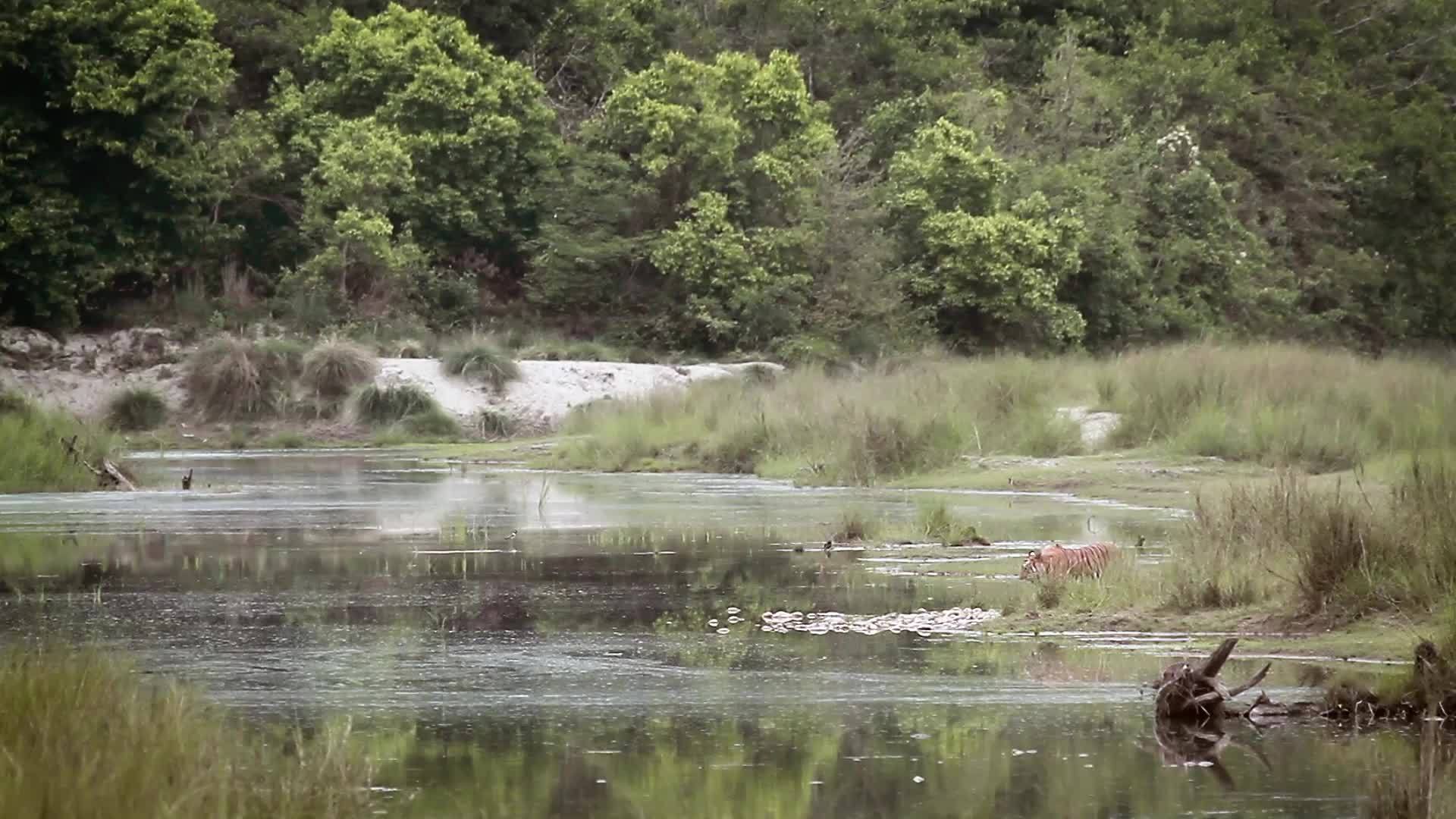 国家公园里的老虎视频的预览图