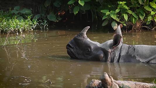 巴迪亚国家公园最大的一角犀牛视频的预览图