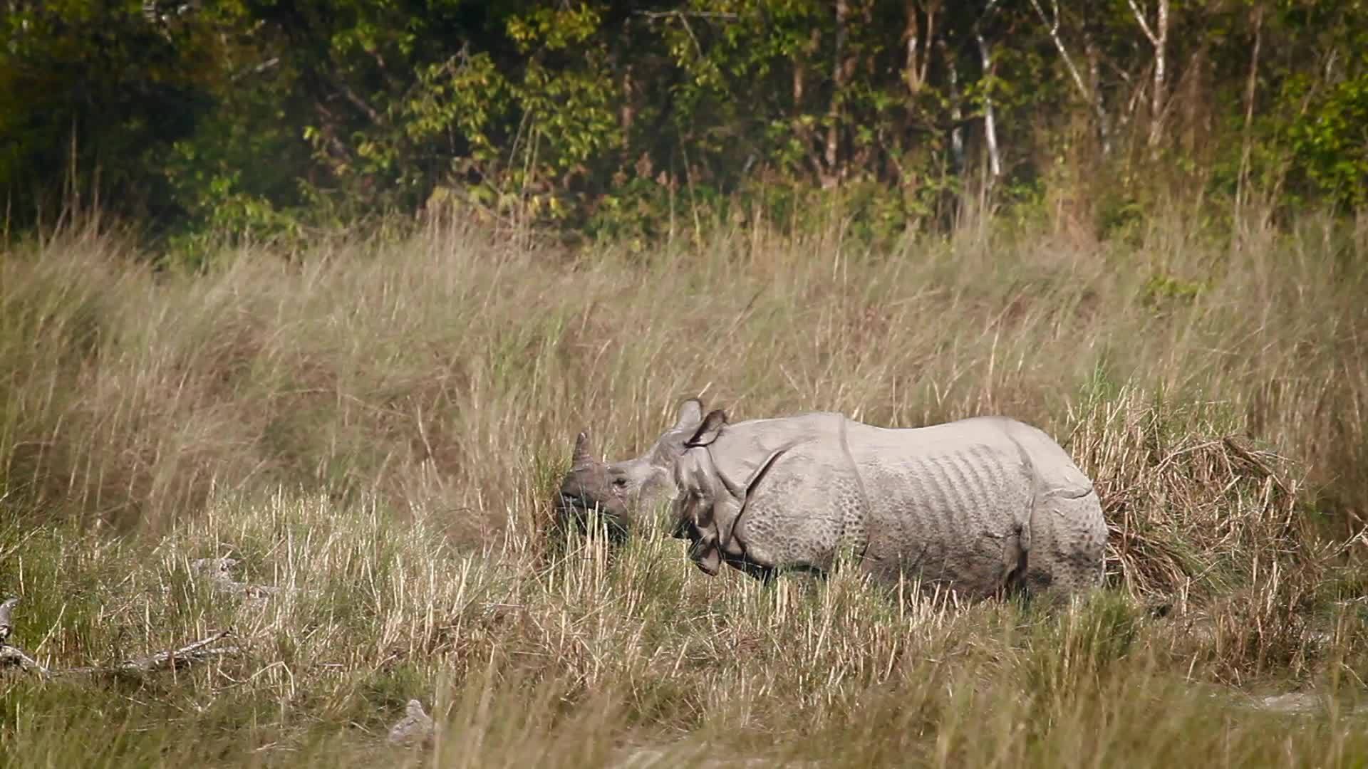 巴迪亚国家公园最大的独角犀牛视频的预览图