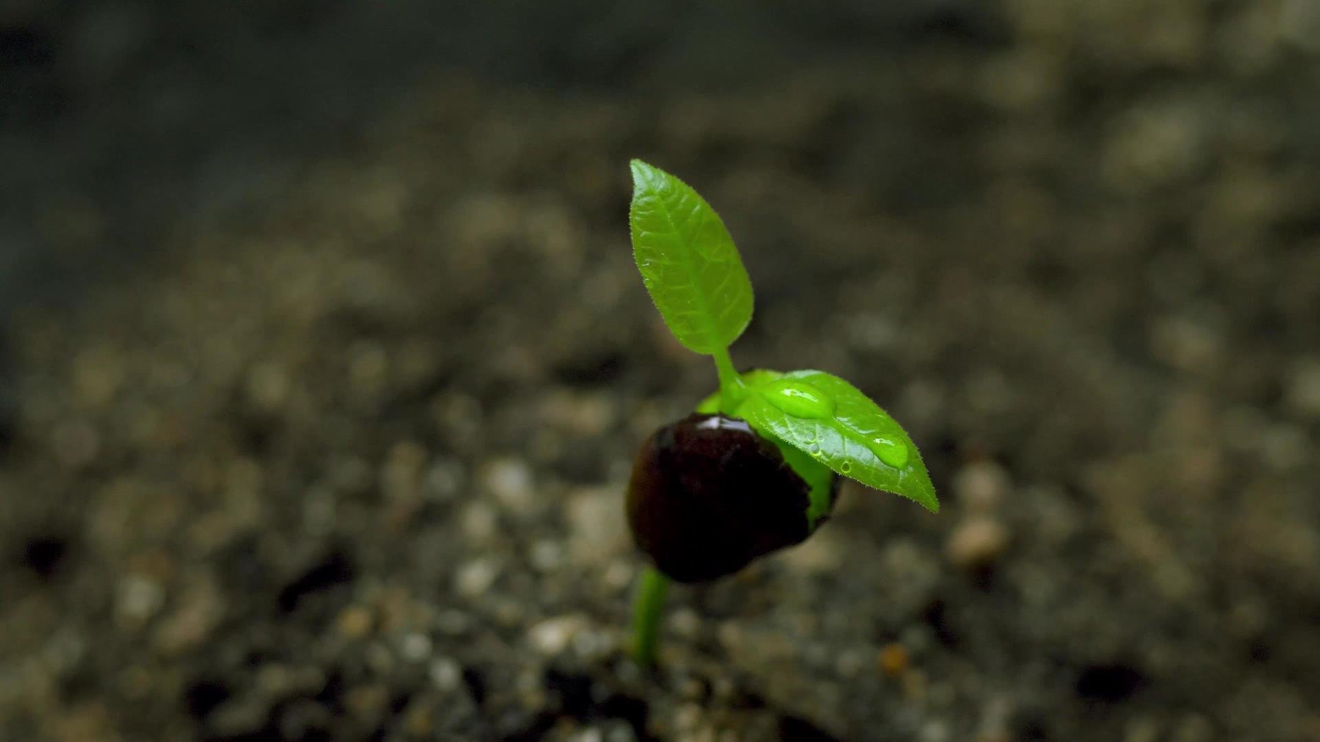 雨后茁壮生长的植物嫩芽视频的预览图