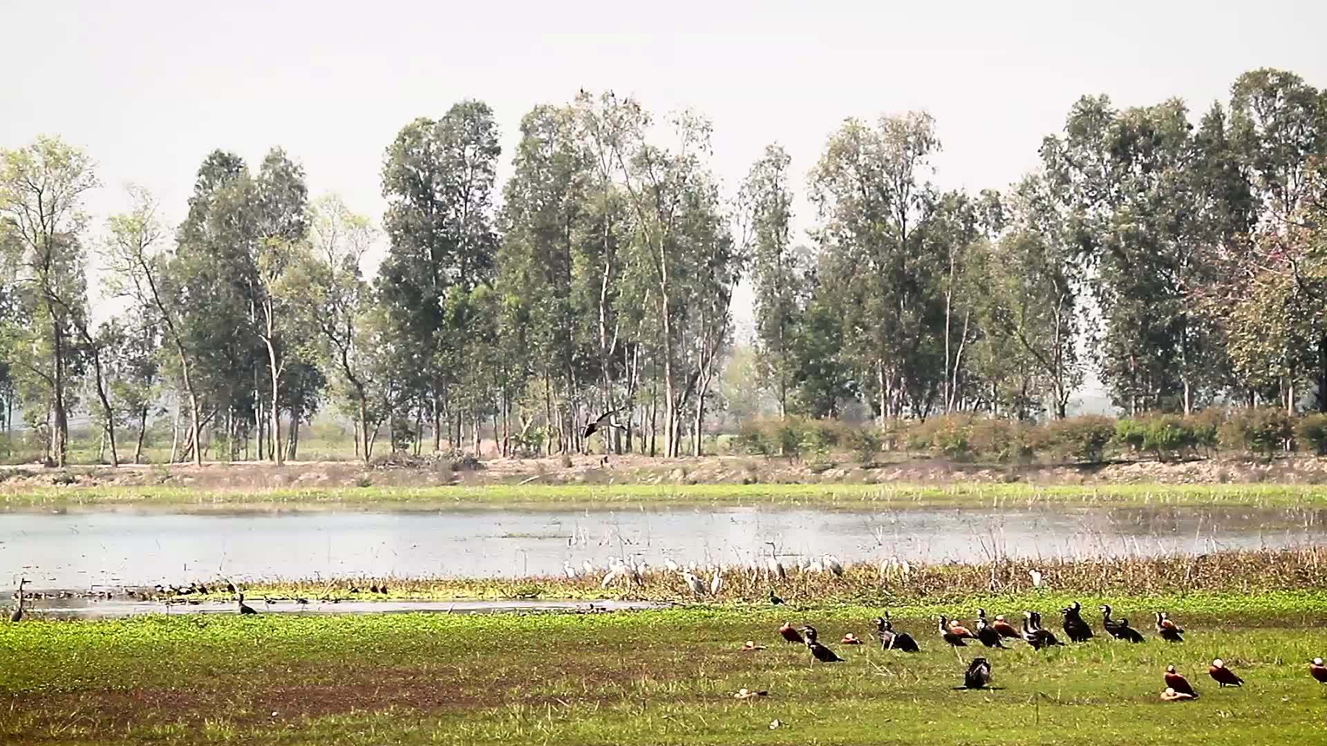 巴迪亚国家公园水鸟视频的预览图