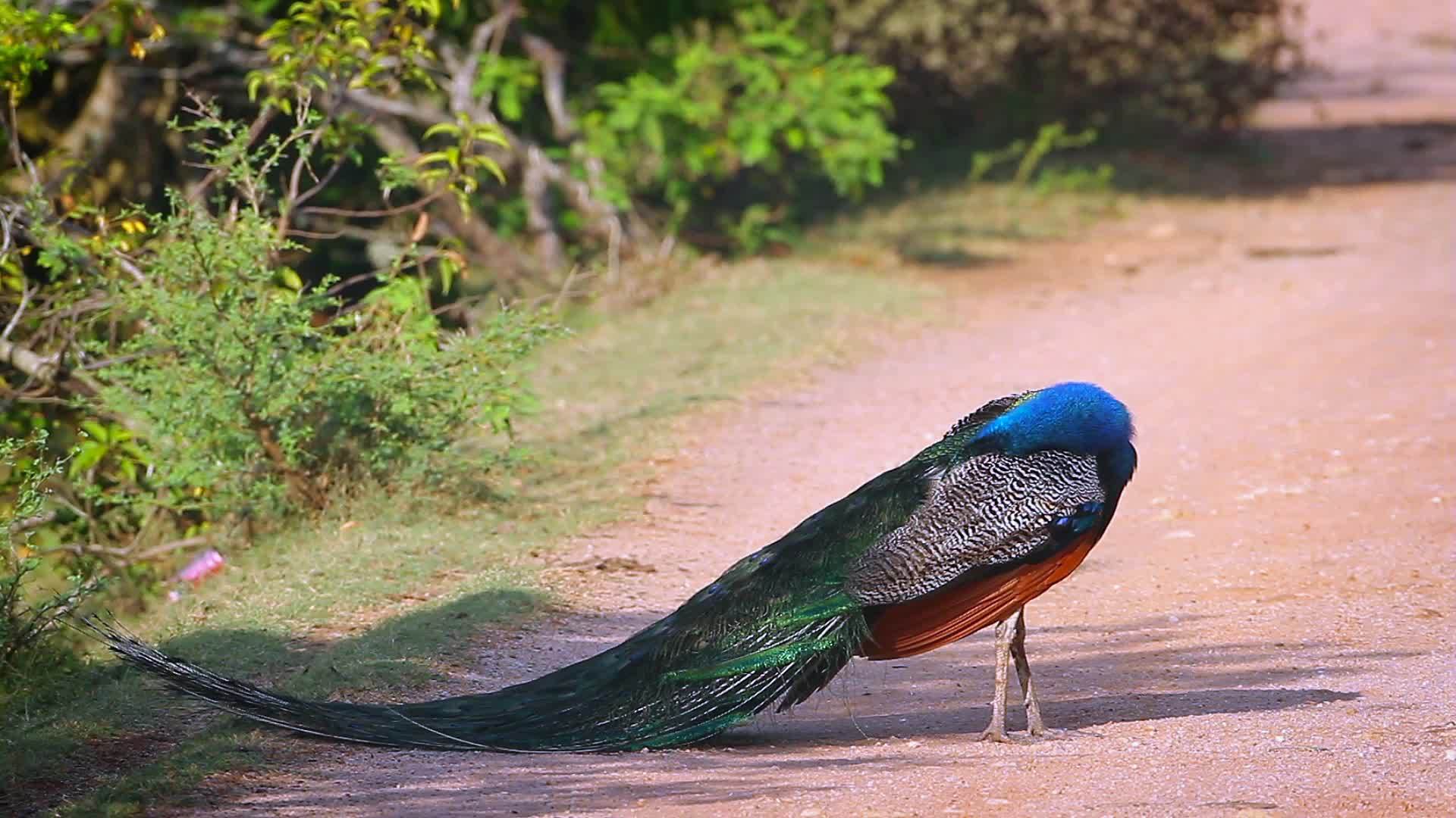 斯里兰卡班达拉国家公园视频的预览图