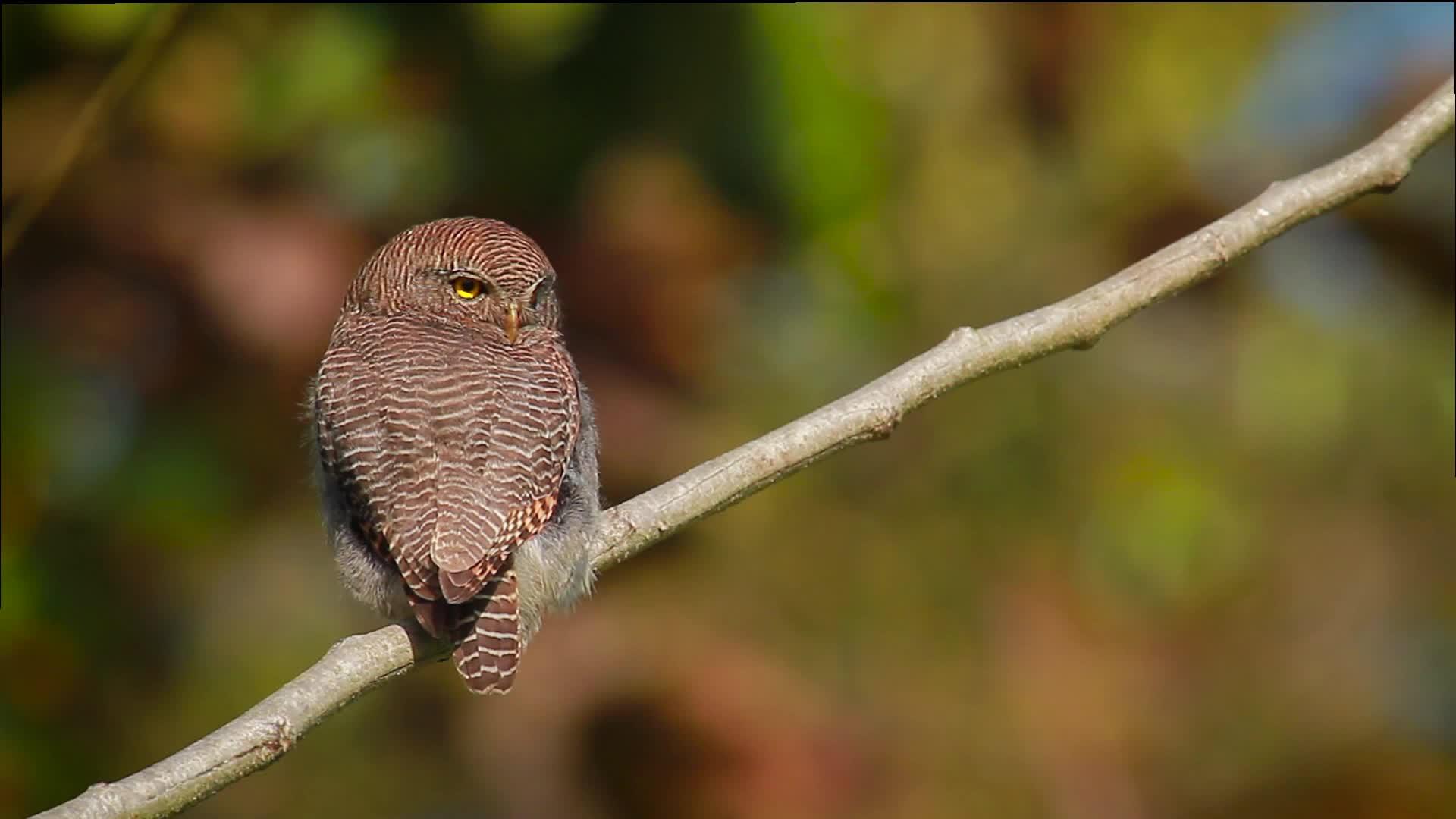 巴迪亚国家公园丛林猫头鹰视频的预览图