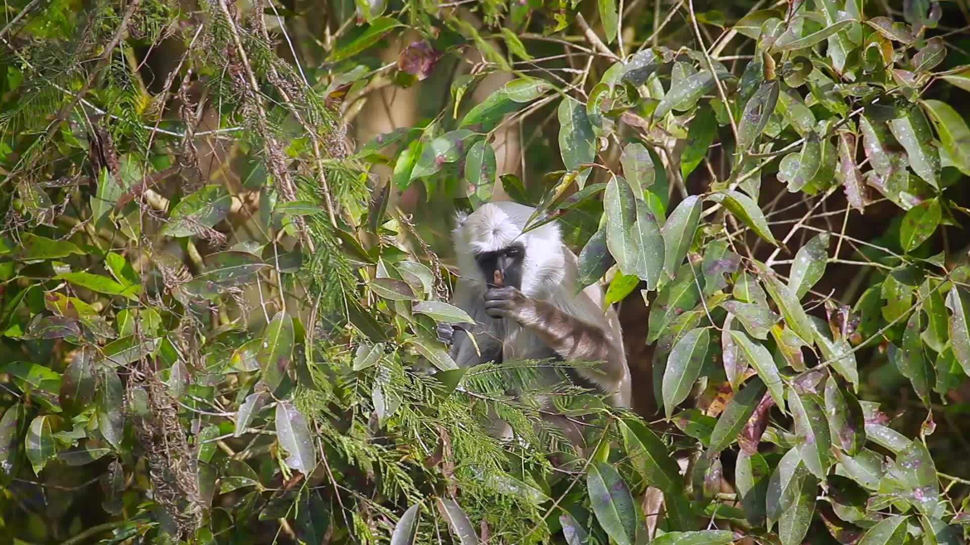 帕勒巴迪亚国家公园的猿猴视频的预览图