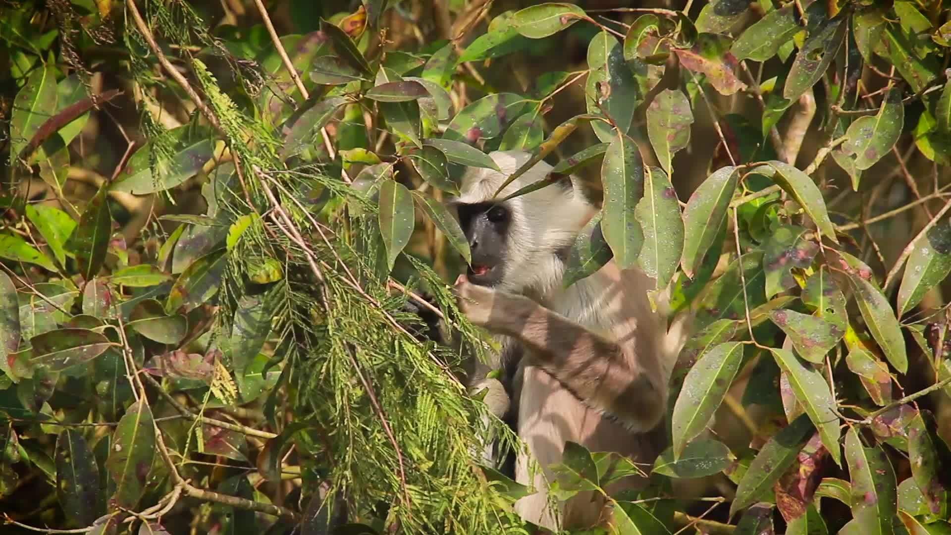 帕勒巴迪亚国家公园的长尾猴子视频的预览图