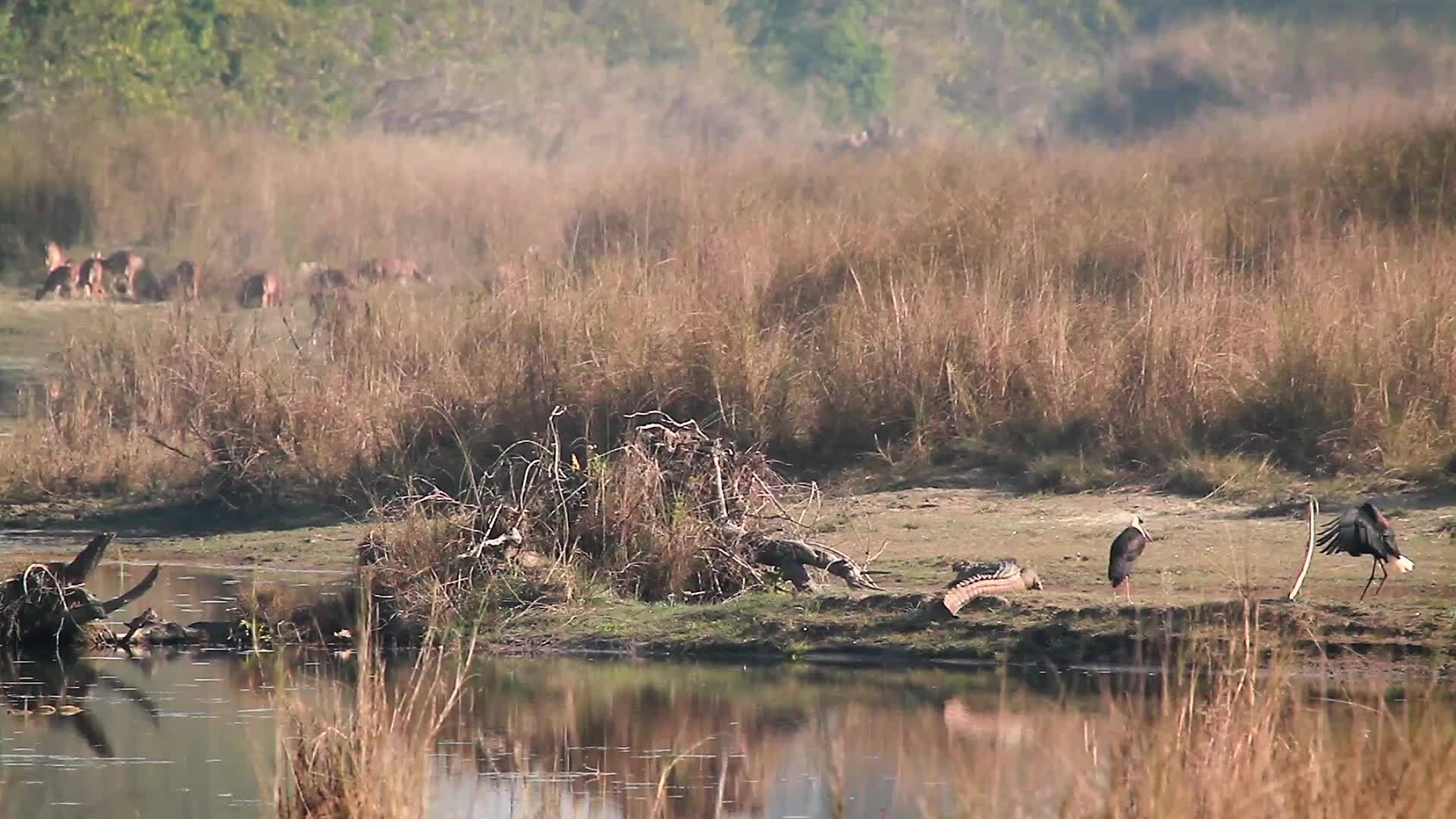 野生生物在巴迪亚国家公园视频的预览图