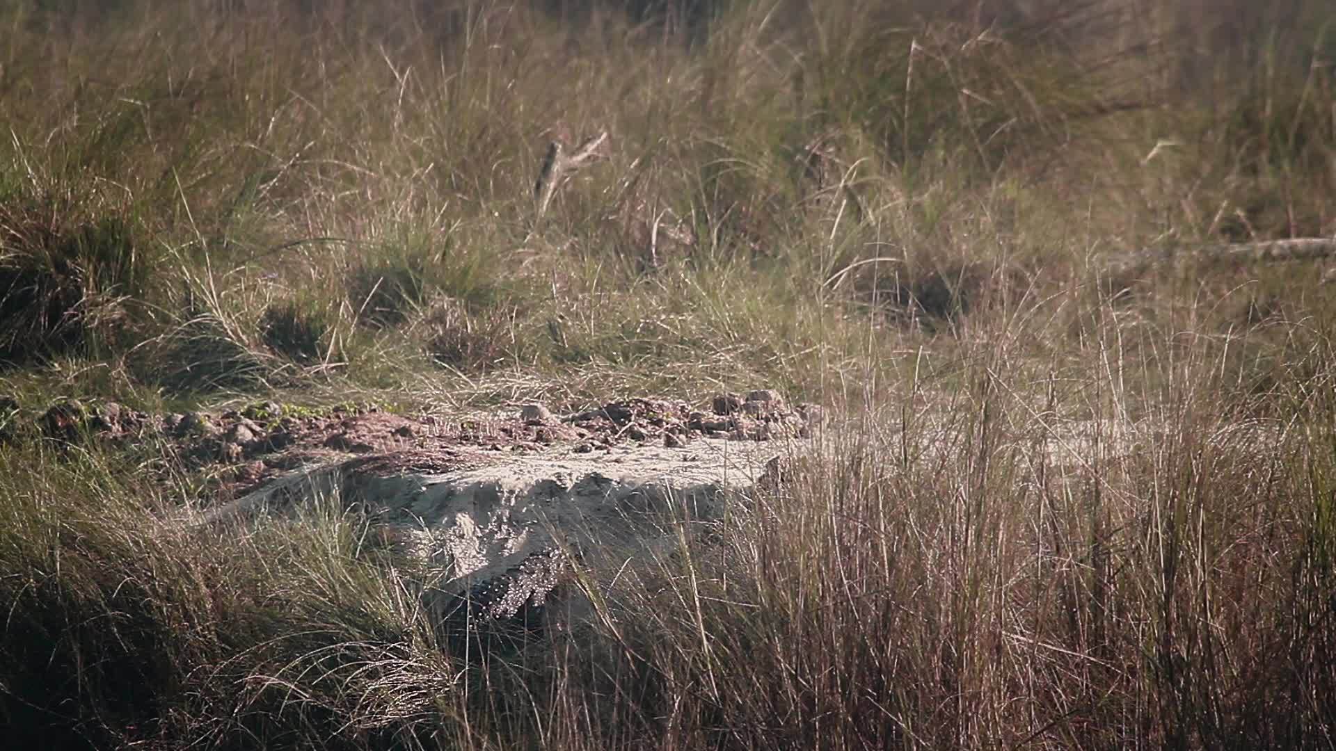 国家公园里的鳄鱼视频的预览图
