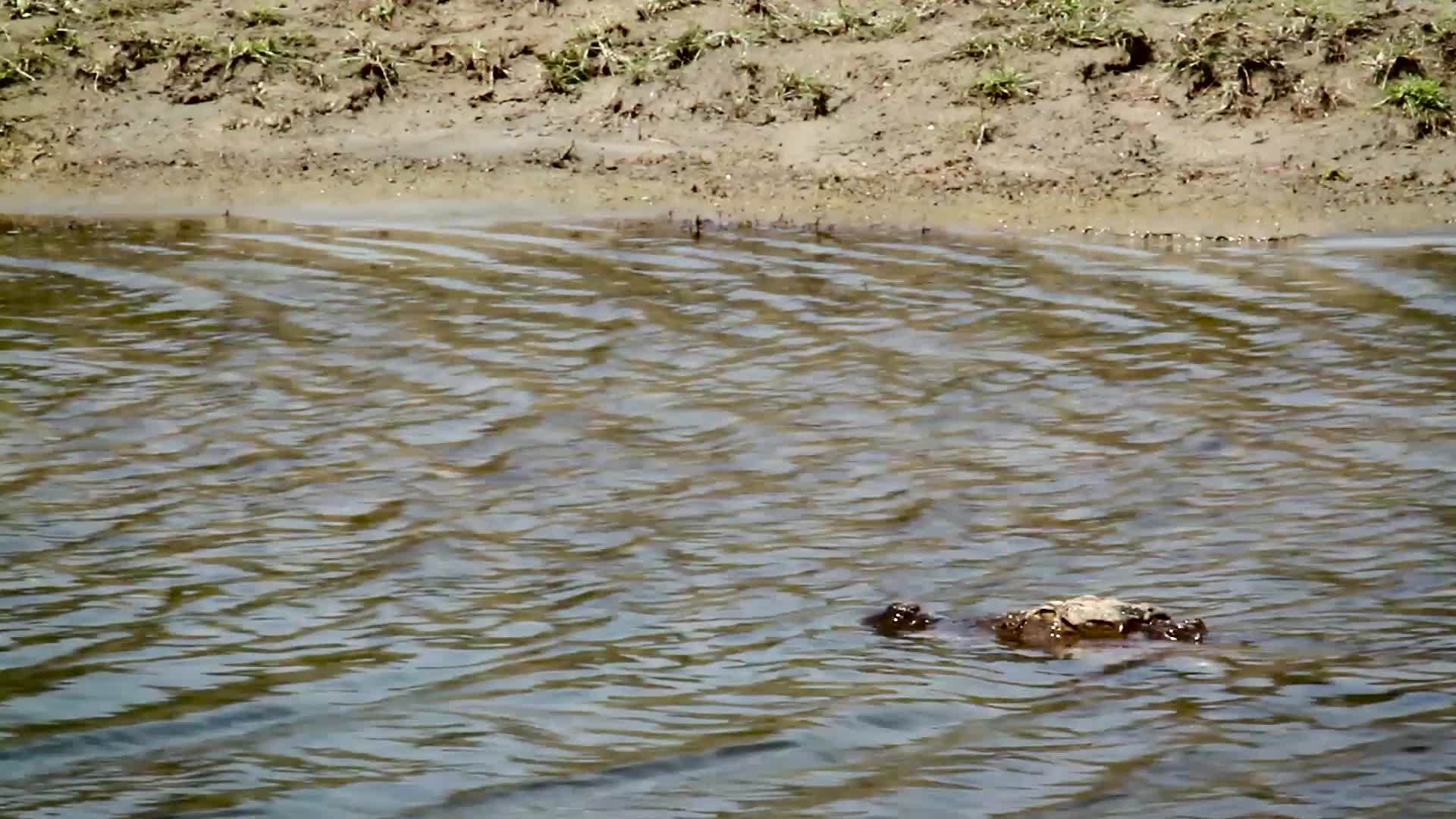 国家公园里的鳄鱼视频的预览图