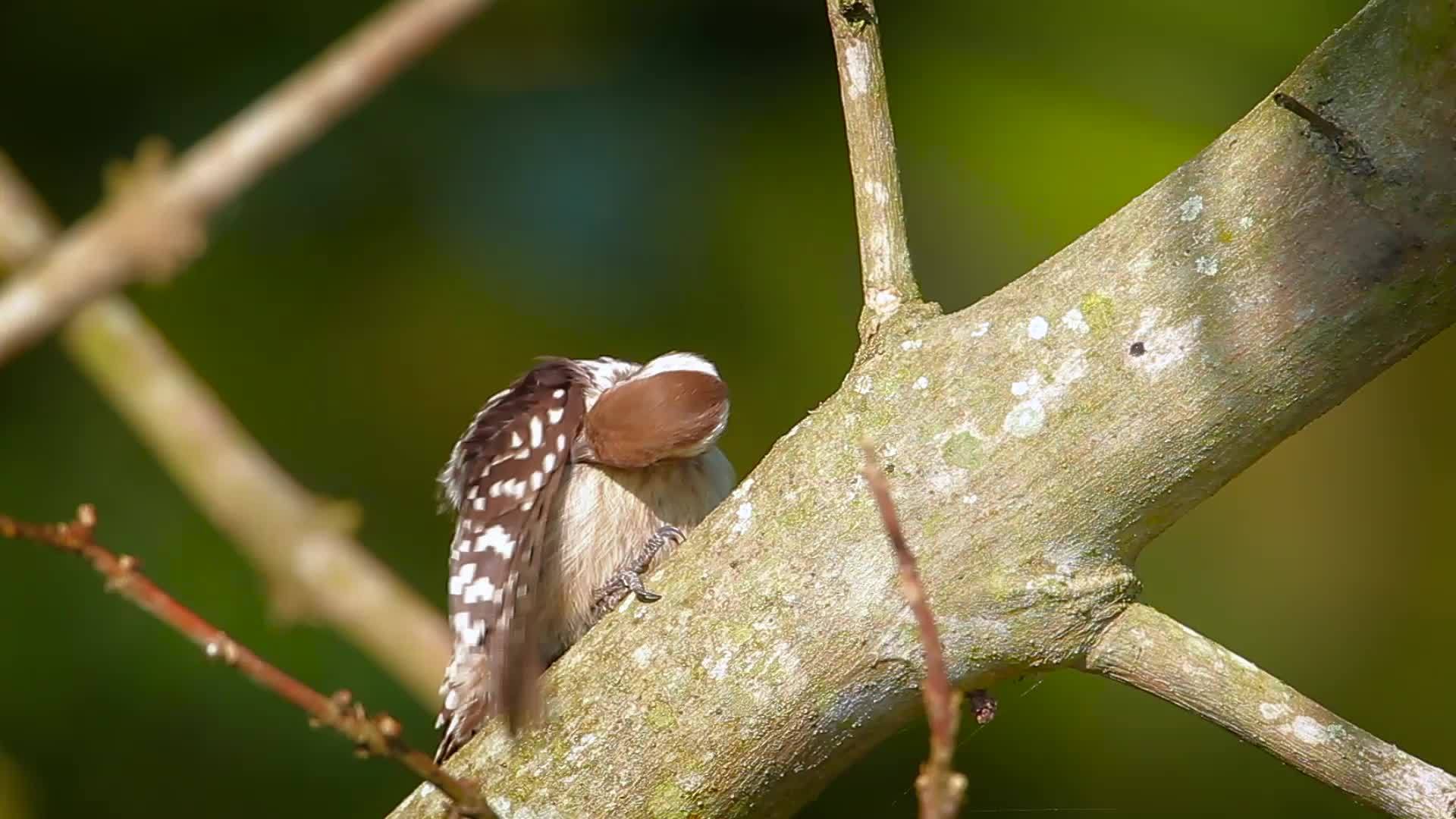 巴迪亚国家公园的棕色树木视频的预览图