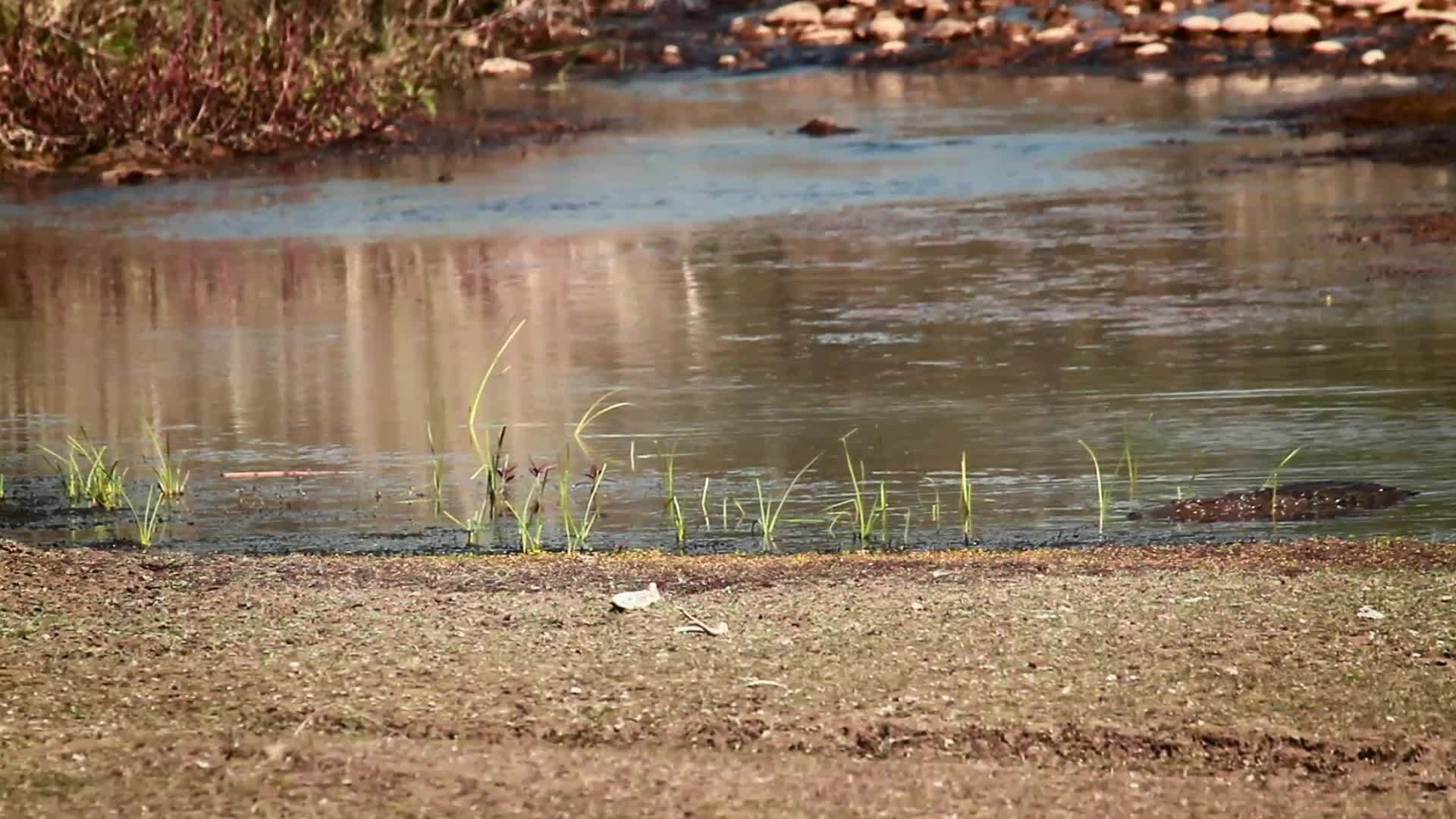 鳄鱼来自国家公园视频的预览图