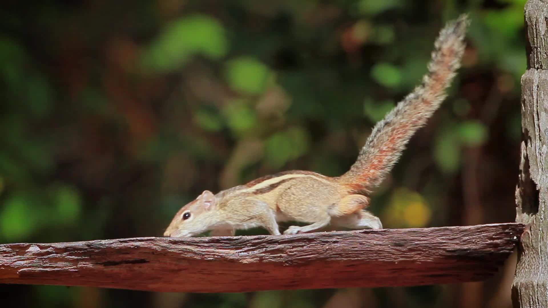 Minnerya印度棕榈松鼠在国家公园srilanka视频的预览图