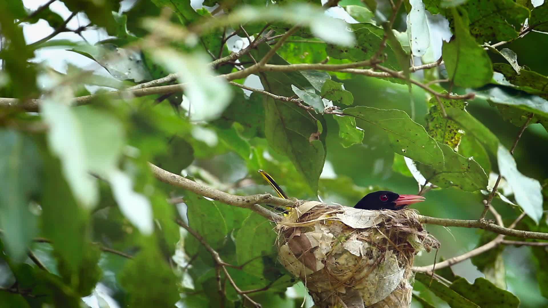 斯里兰卡国家公园的黑头黄鹂视频的预览图