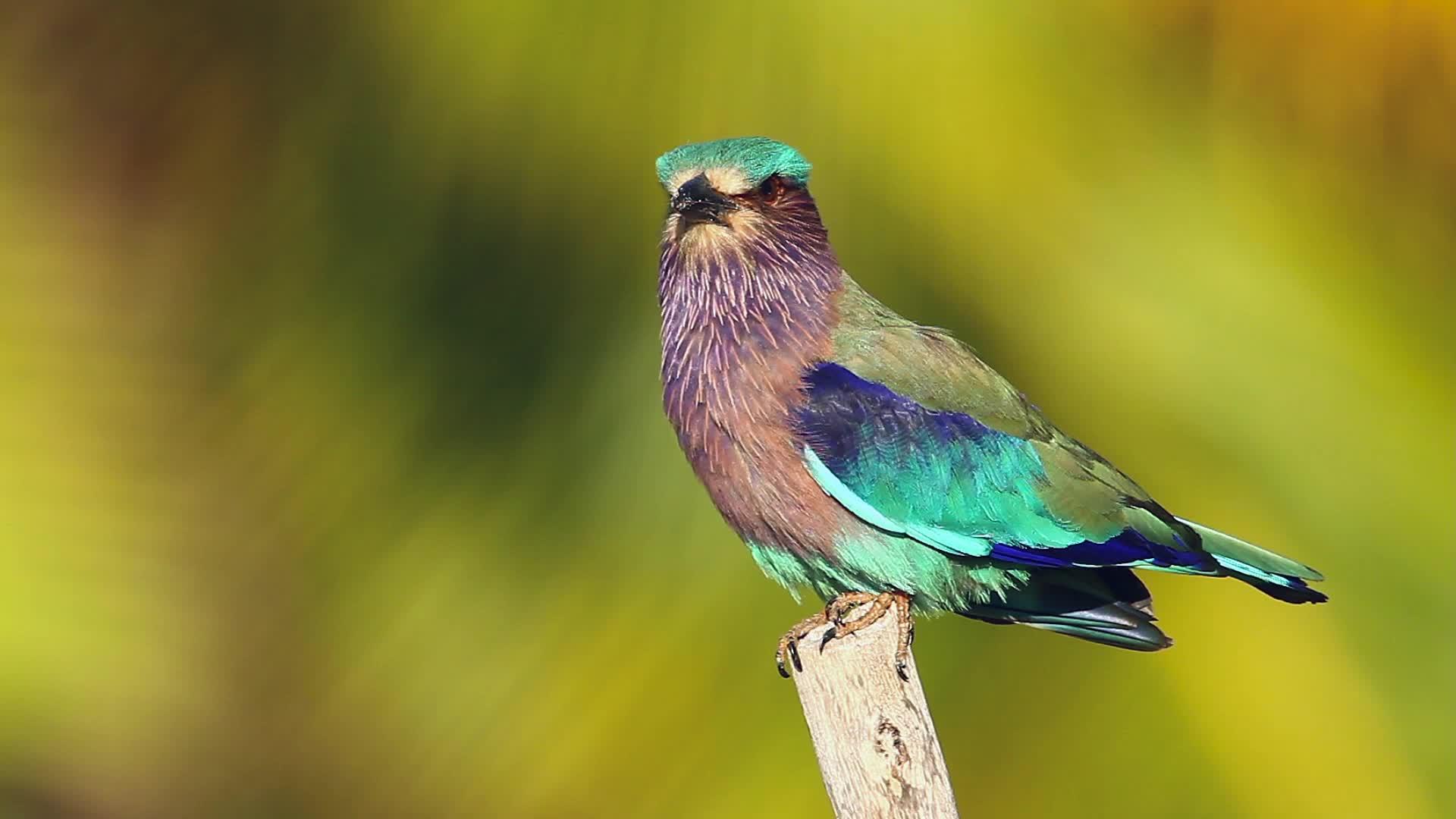 斯里兰卡国家公园鸟类视频的预览图