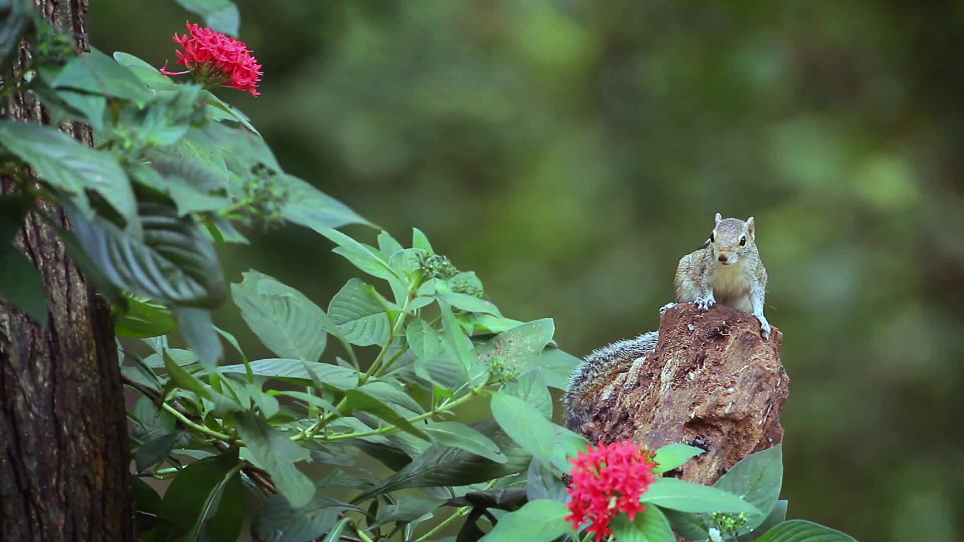 印地安棕榈松鼠视频的预览图