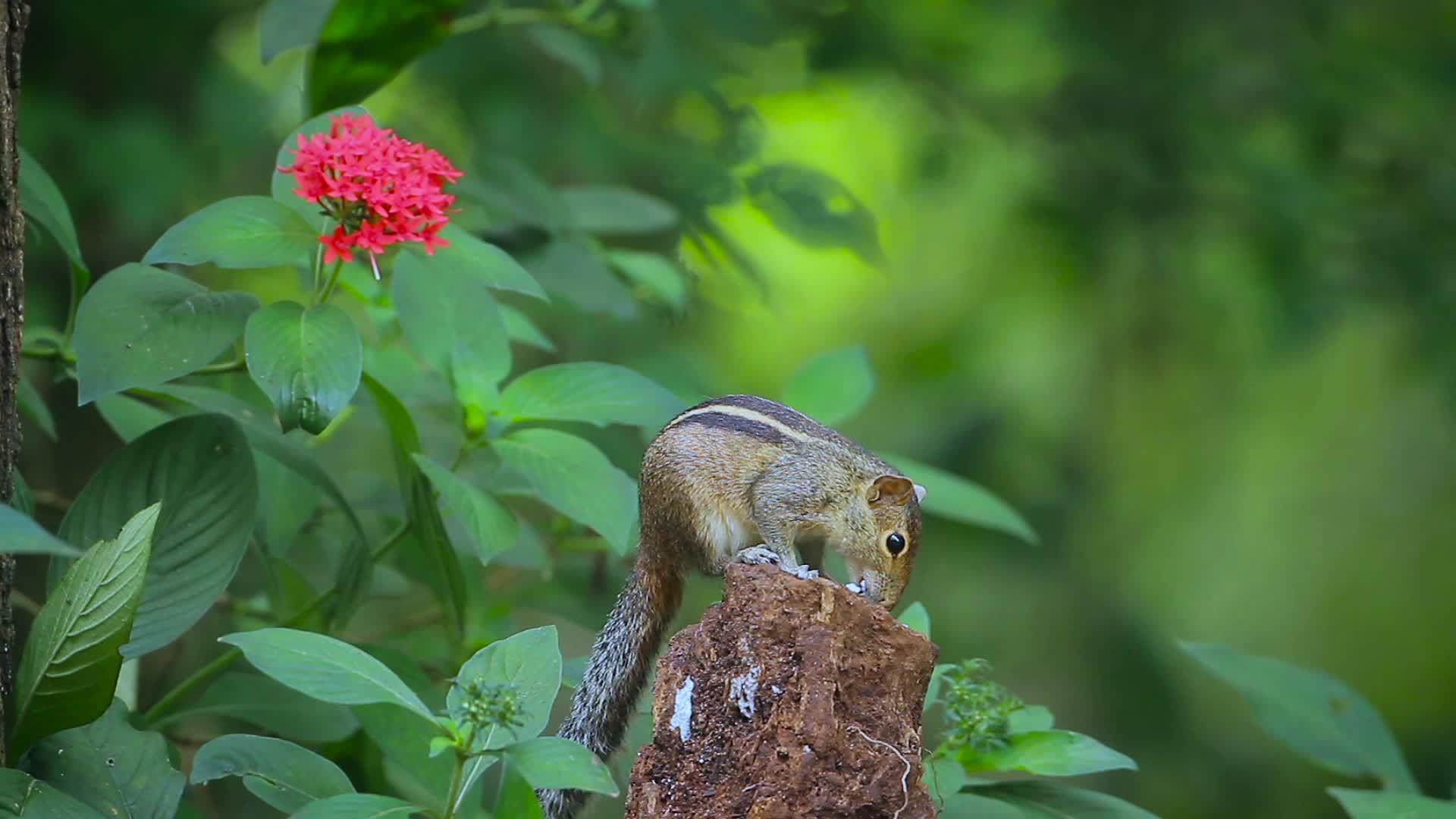 印地安棕榈松鼠吃东西视频的预览图