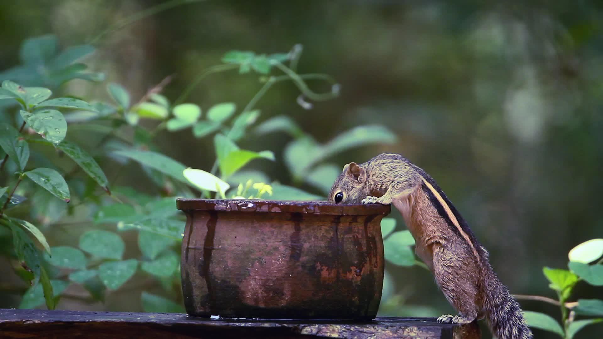 印地安棕榈松鼠在意大利兰卡饮酒视频的预览图