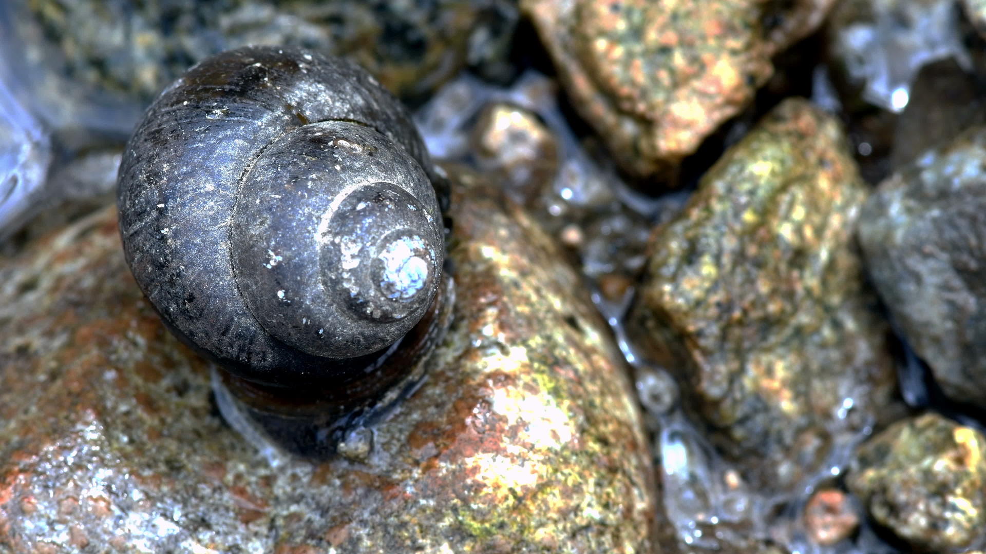 蜗牛在岩石上移动视频的预览图