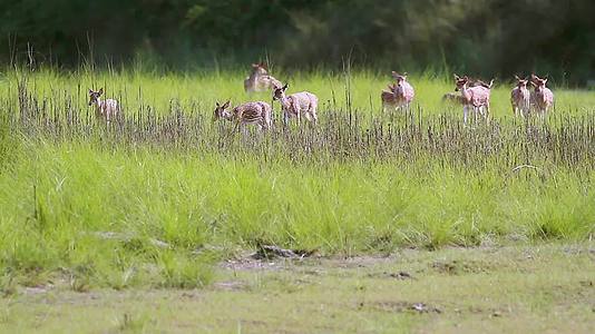 鹿在巴迪亚国家公园被发现视频的预览图