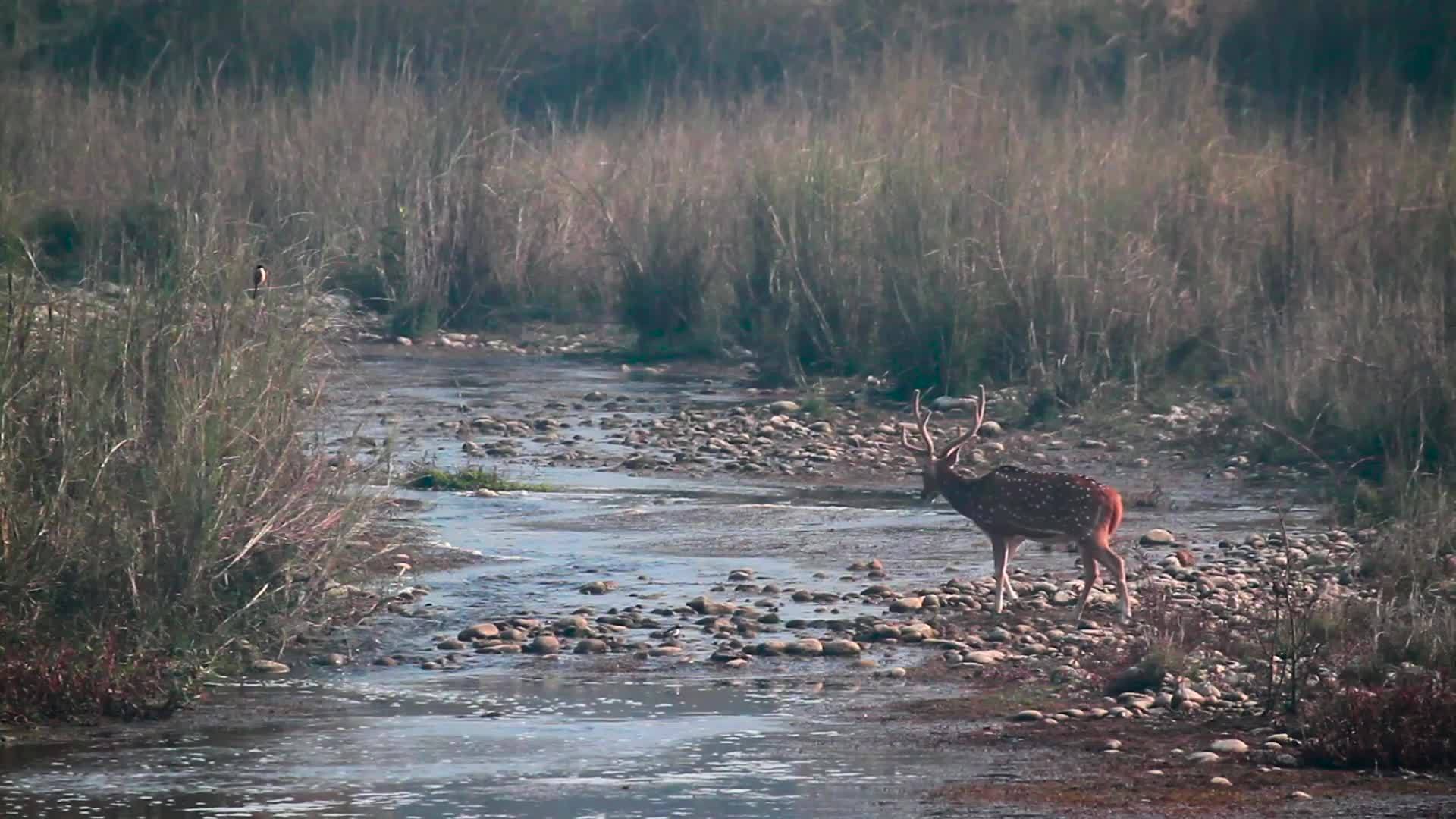 鹿在巴迪亚国家公园被发现Nepal视频的预览图