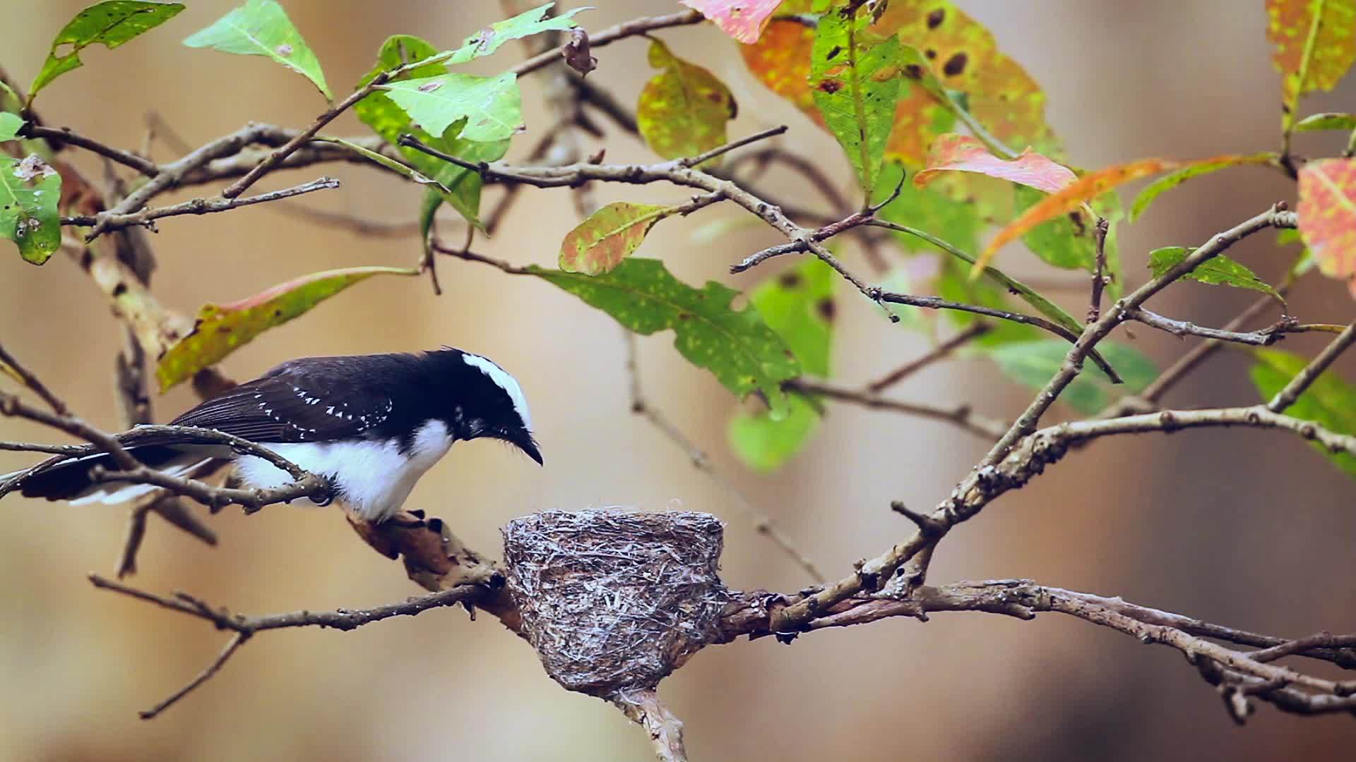 明内里亚国家公园鸟类视频的预览图