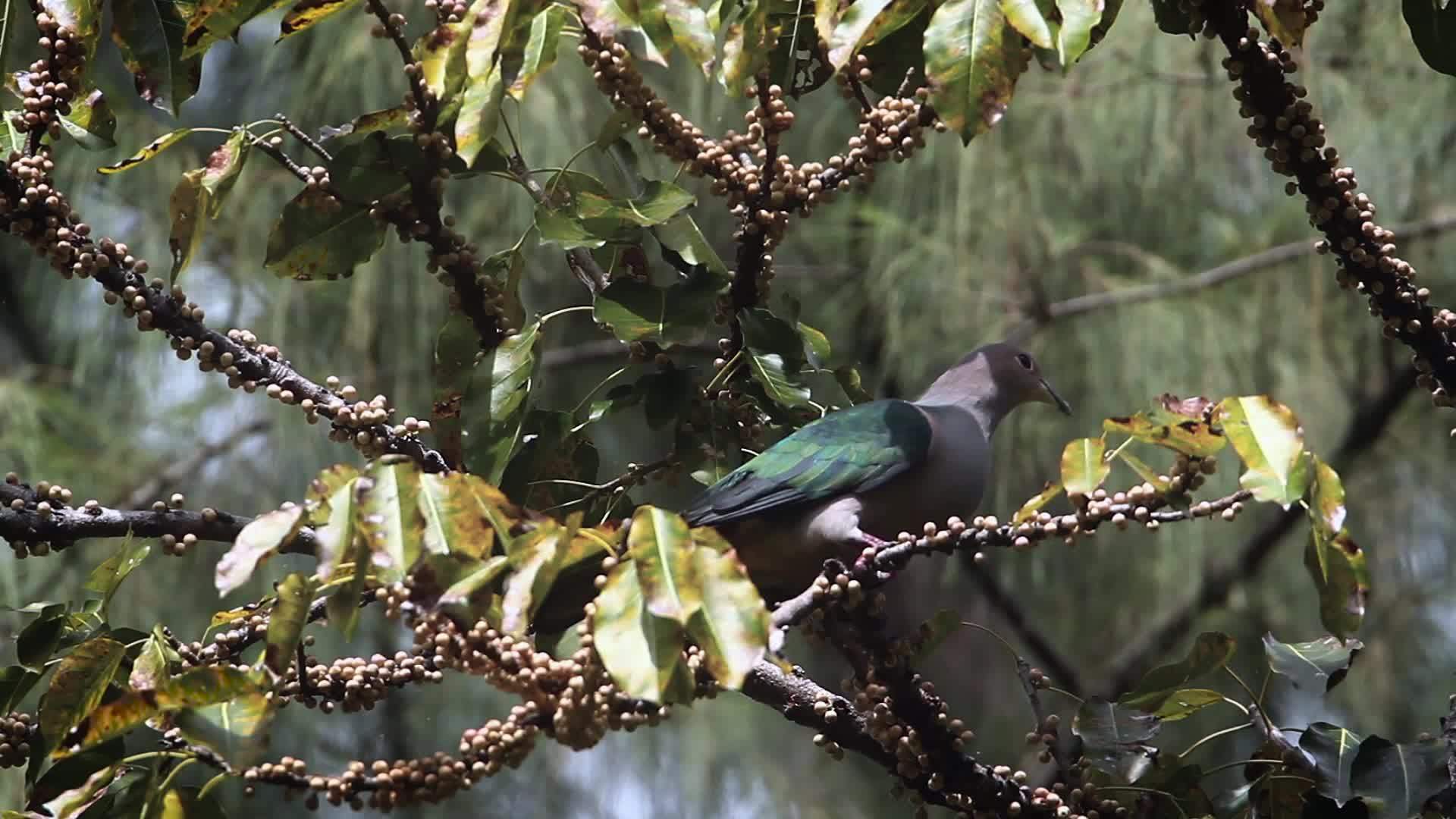 阿当国家公园绿鸽视频的预览图