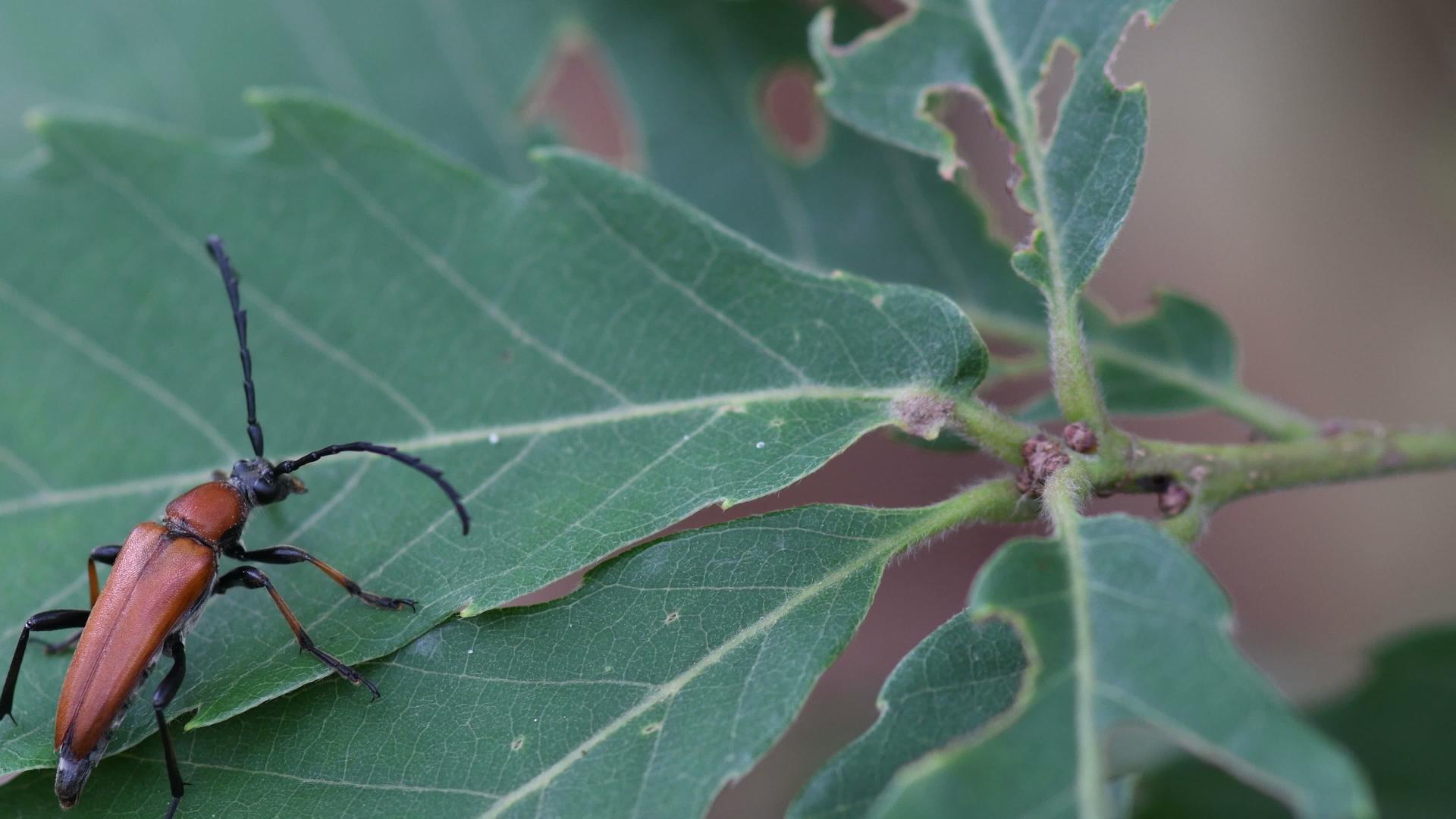站在橡树叶上的棕色甲虫视频的预览图