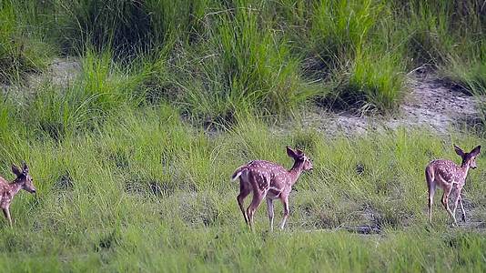 鹿在巴迪亚国家公园被发现视频的预览图