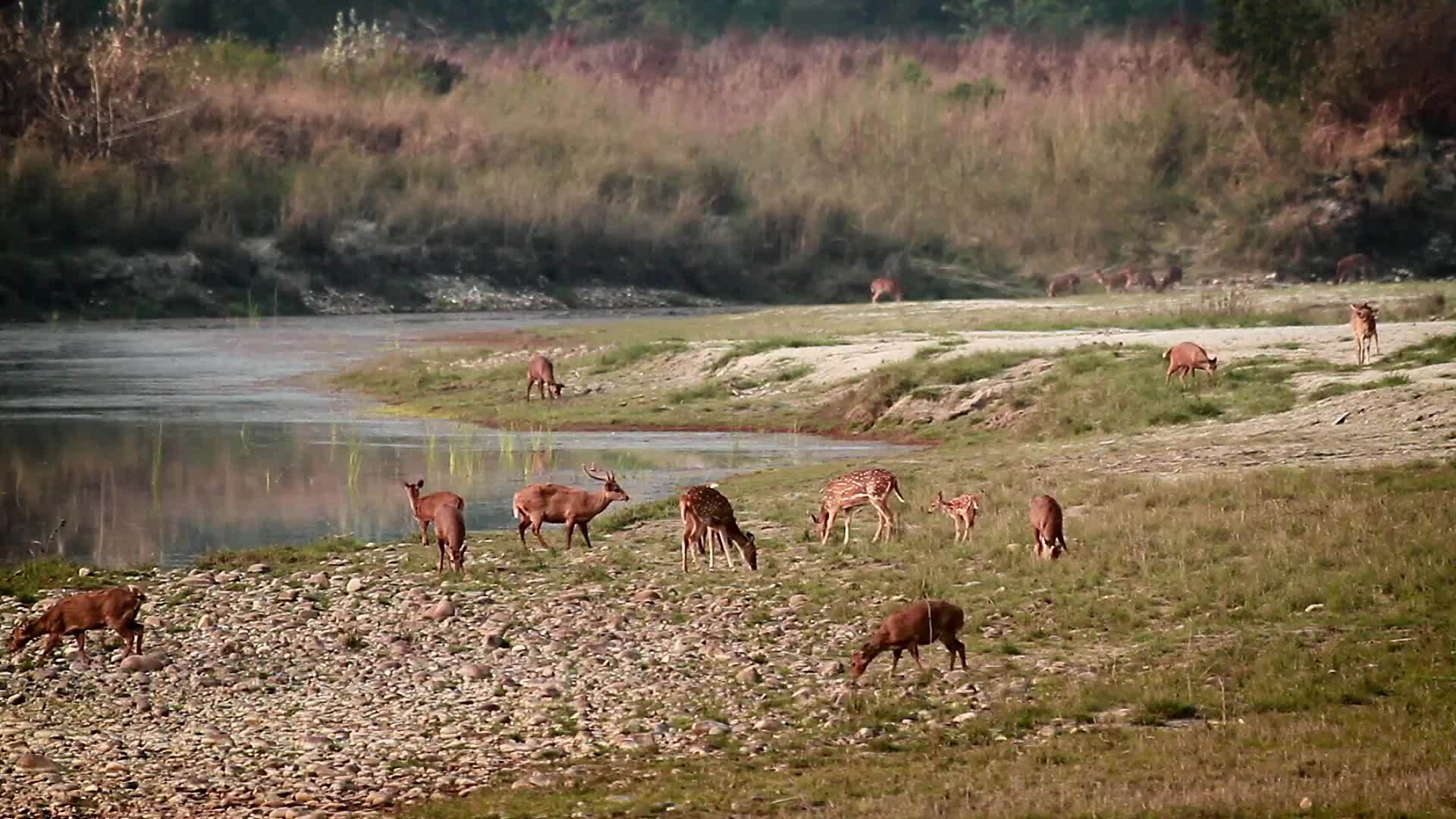 鹿和猪鹿在巴迪亚国家公园被发现视频的预览图